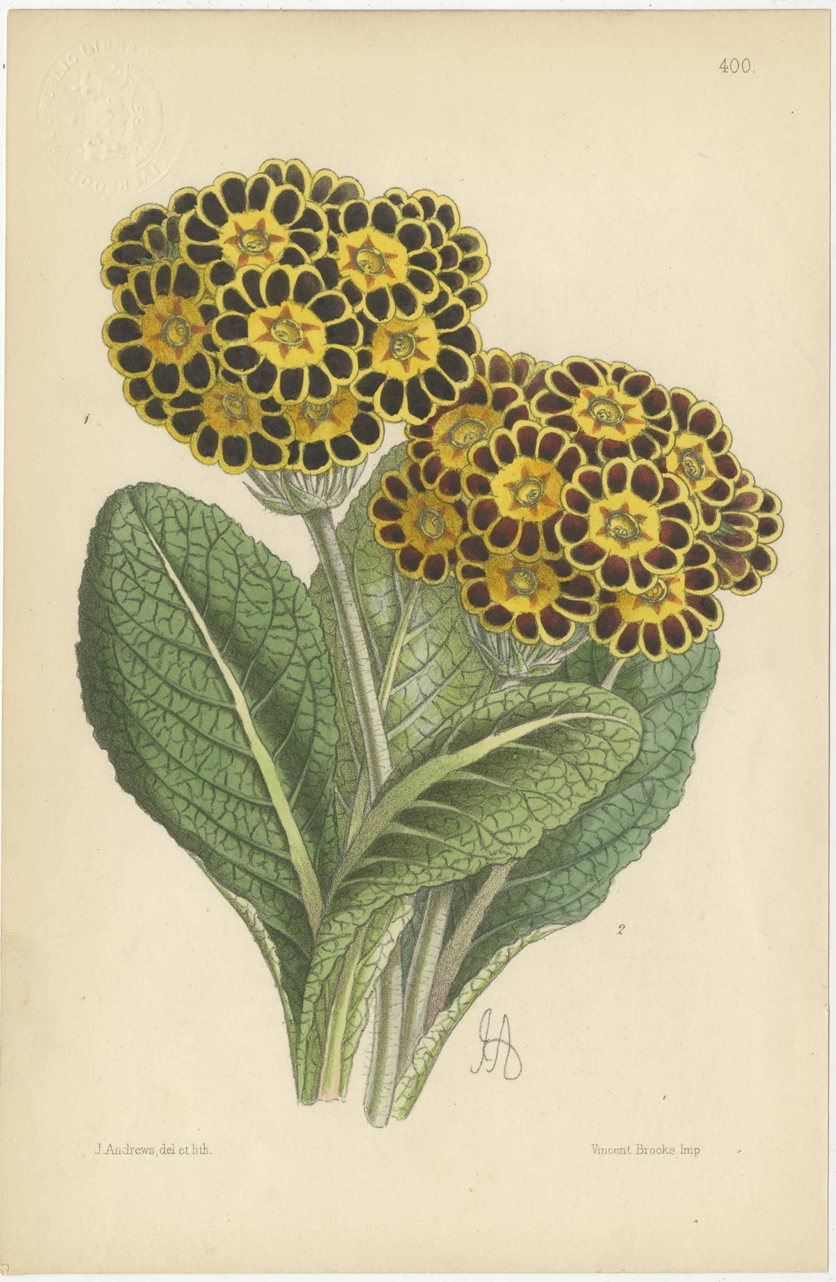 Set of 5 Antique Botany Prints, Orange, by Brooks 'c.1870'