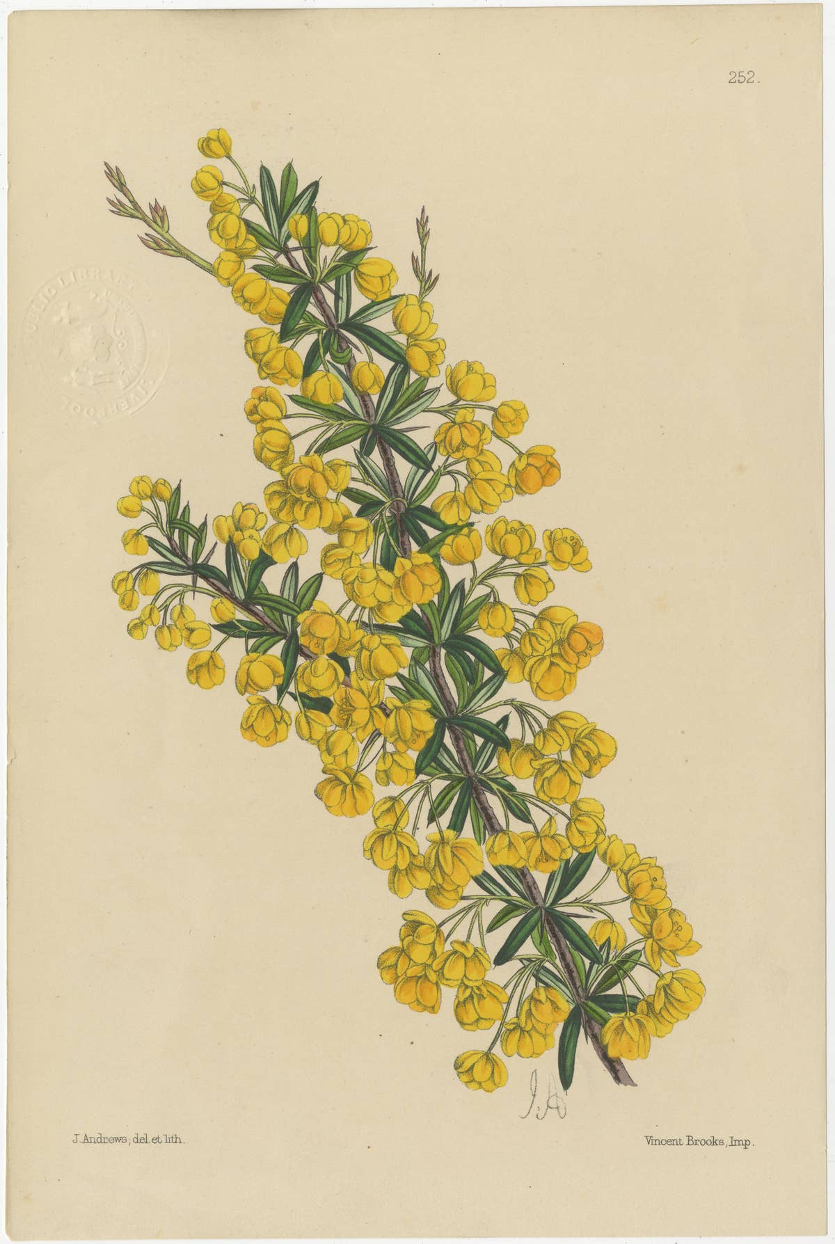 Set of 5 Antique Botany Prints, Orange, by Brooks 'c.1870'
