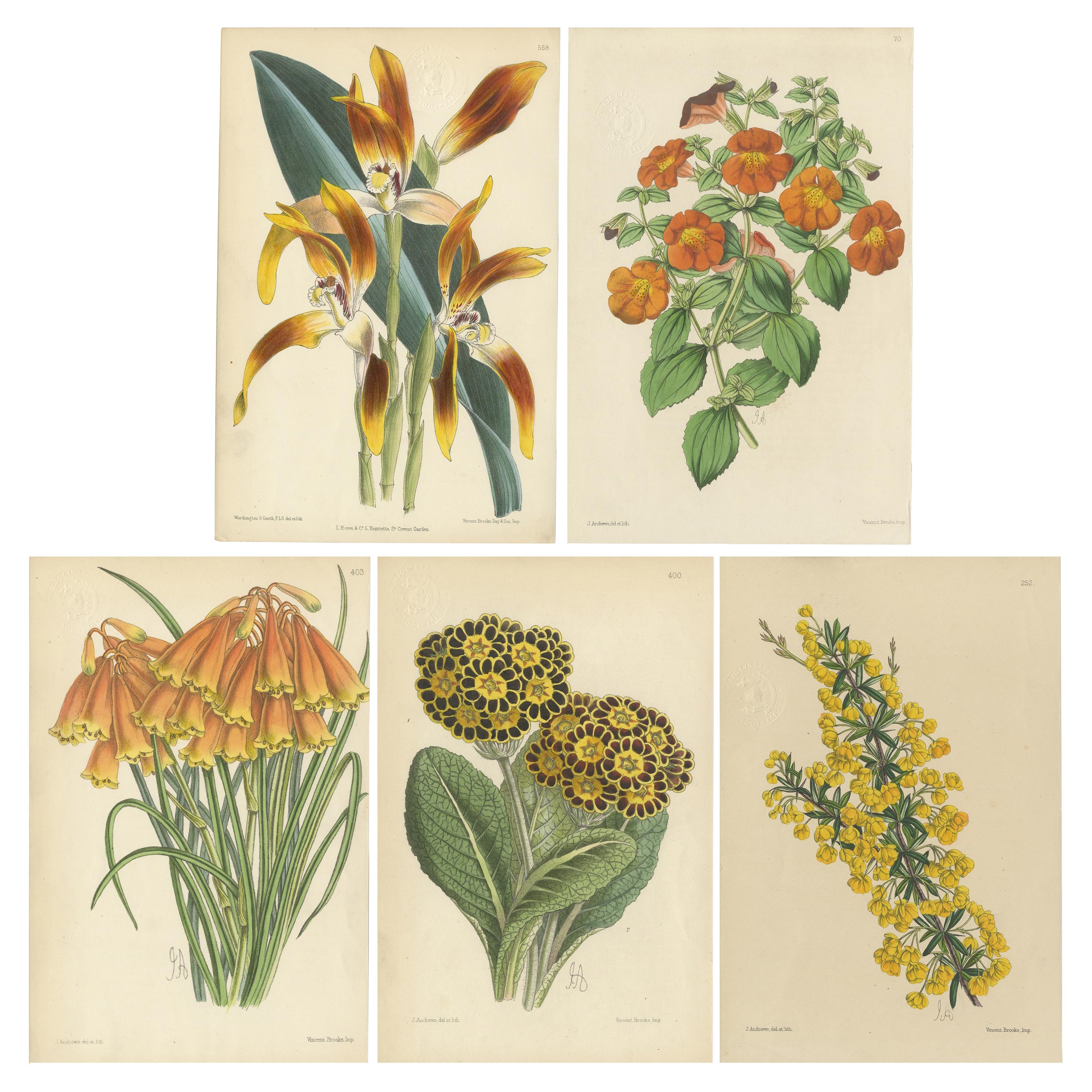 Set of 5 Antique Botany Prints, Orange, by Brooks 'c.1870' For Sale