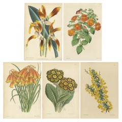 Set di 5 stampe antiche di botanica, arancione, di Brooks "c.1870