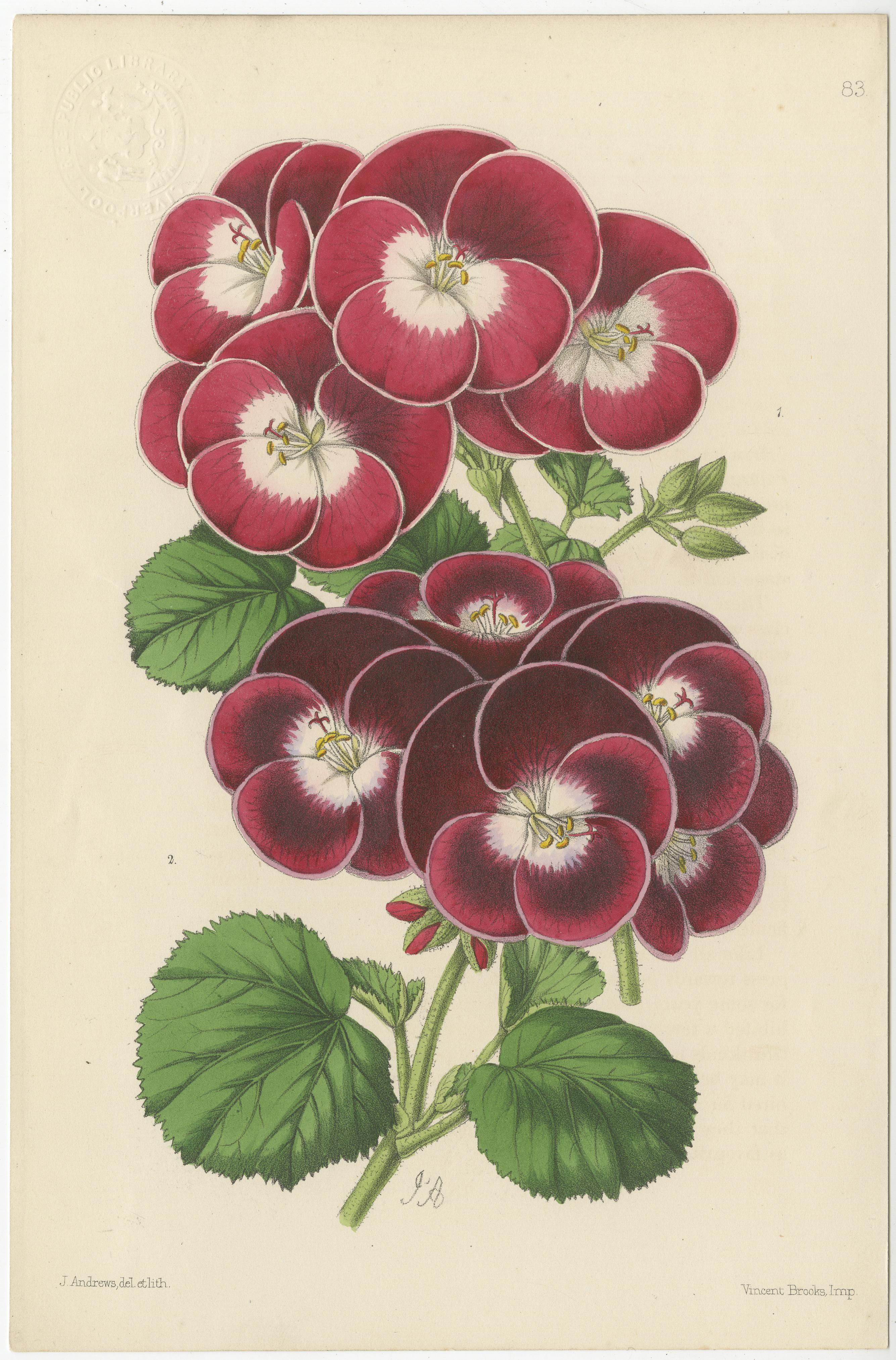 Set of 5 Antique Botany Prints, Pink and Red, by Brooks 'c.1870' In Good Condition For Sale In Langweer, NL