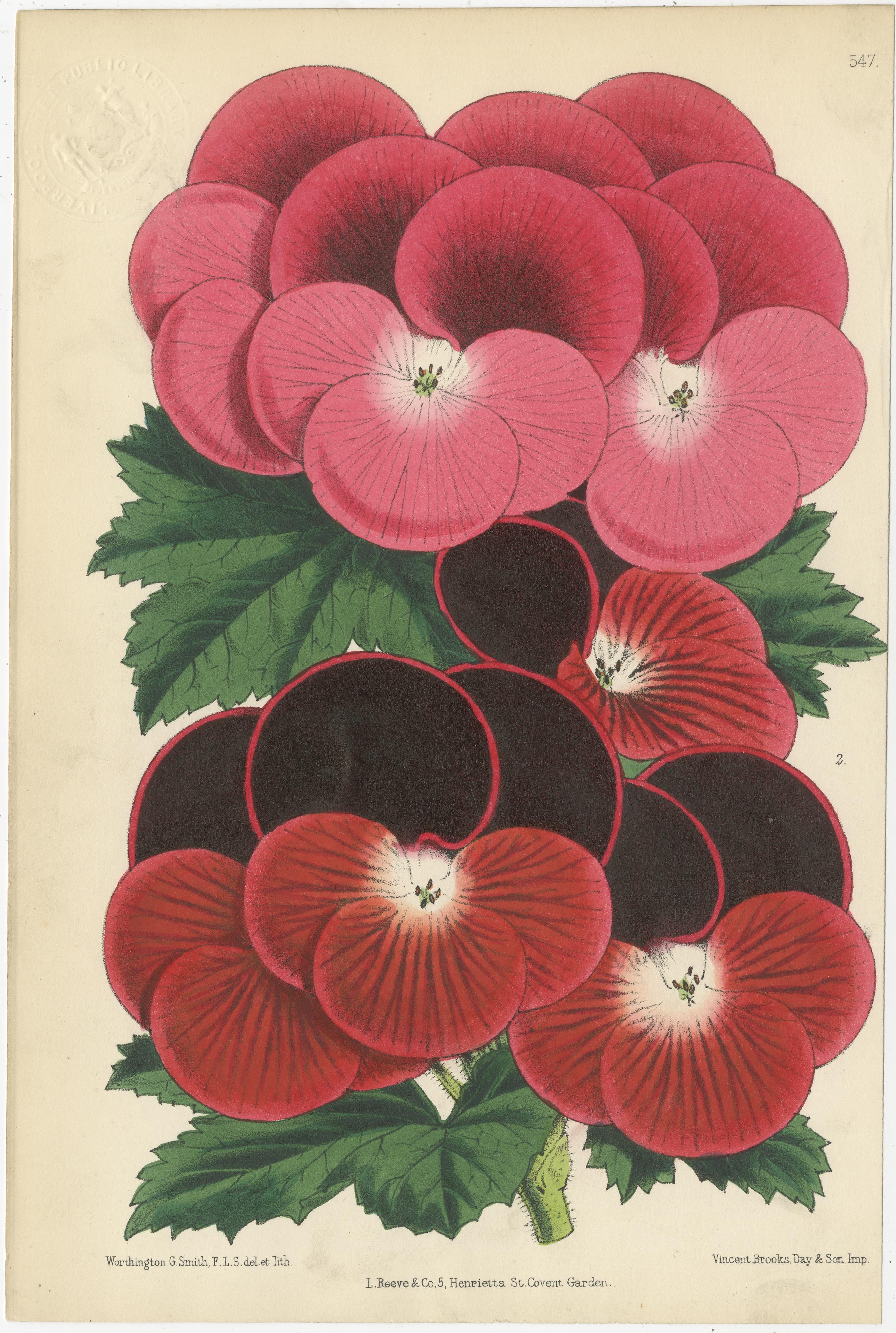 19th Century Set of 5 Antique Botany Prints, Pink and Red, by Brooks 'c.1870' For Sale