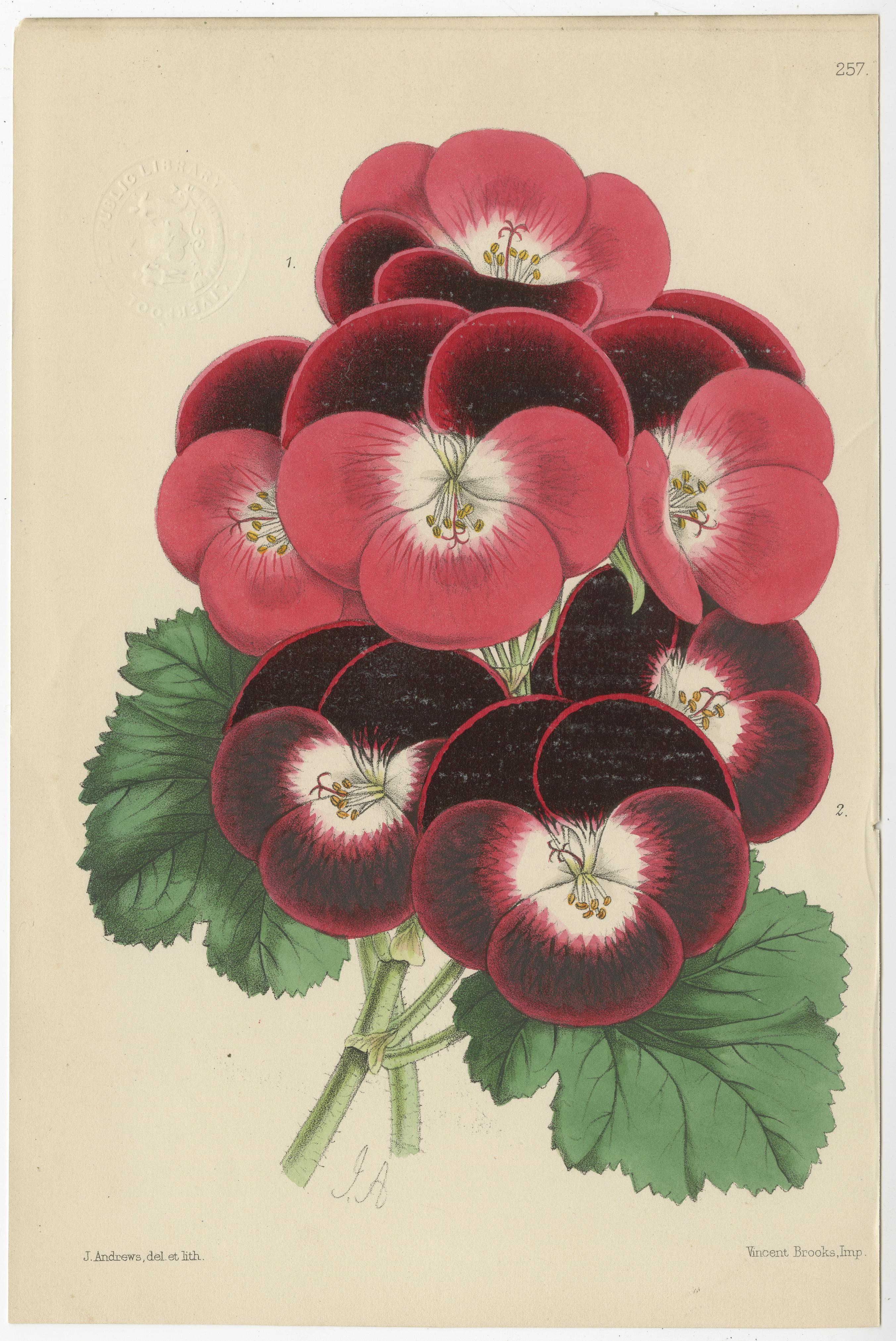 Paper Set of 5 Antique Botany Prints, Pink and Red, by Brooks 'c.1870' For Sale