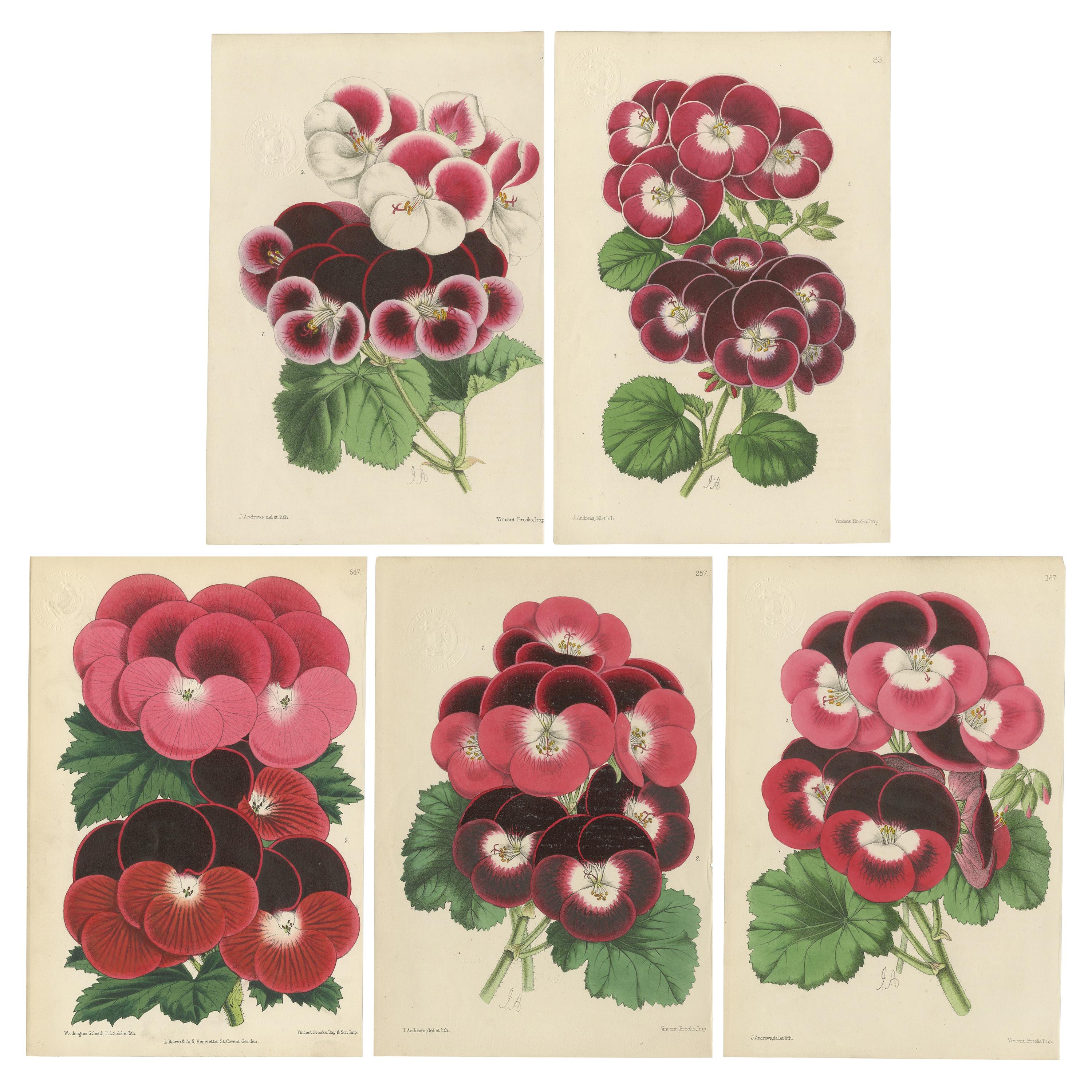 Set of 5 Antique Botany Prints, Pink and Red, by Brooks 'c.1870' For Sale