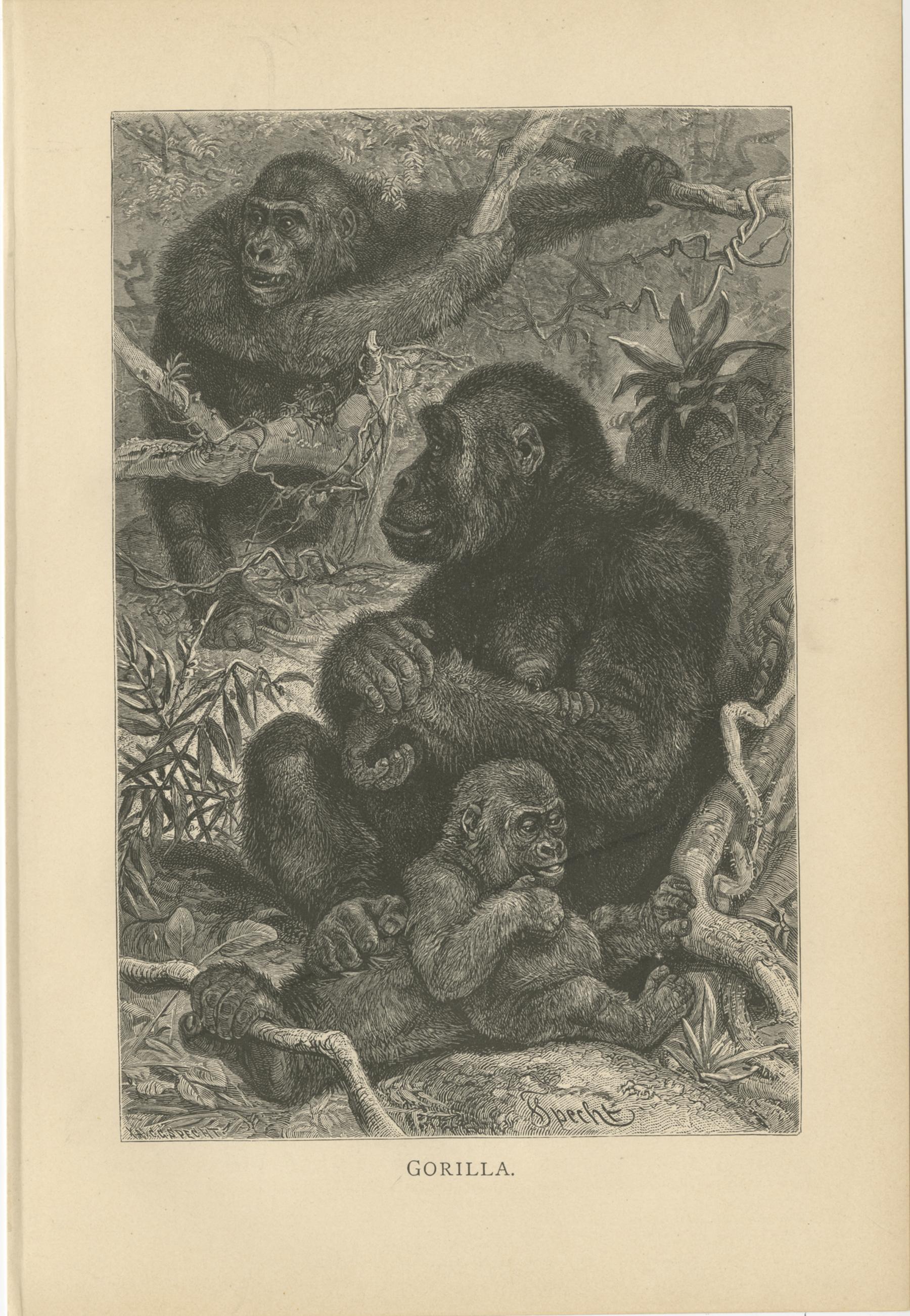 Set of five antique prints of monkeys including:

1) Gorilla
2) Schimpanse - Chimpanzee
3) Nachtaffe - Night Monkey
4) Grünaffe - Green Monkey
5) Orang-Utan - Orangutan 

These prints originate from 'Brehms Tierleben : allgemeine Kunde des