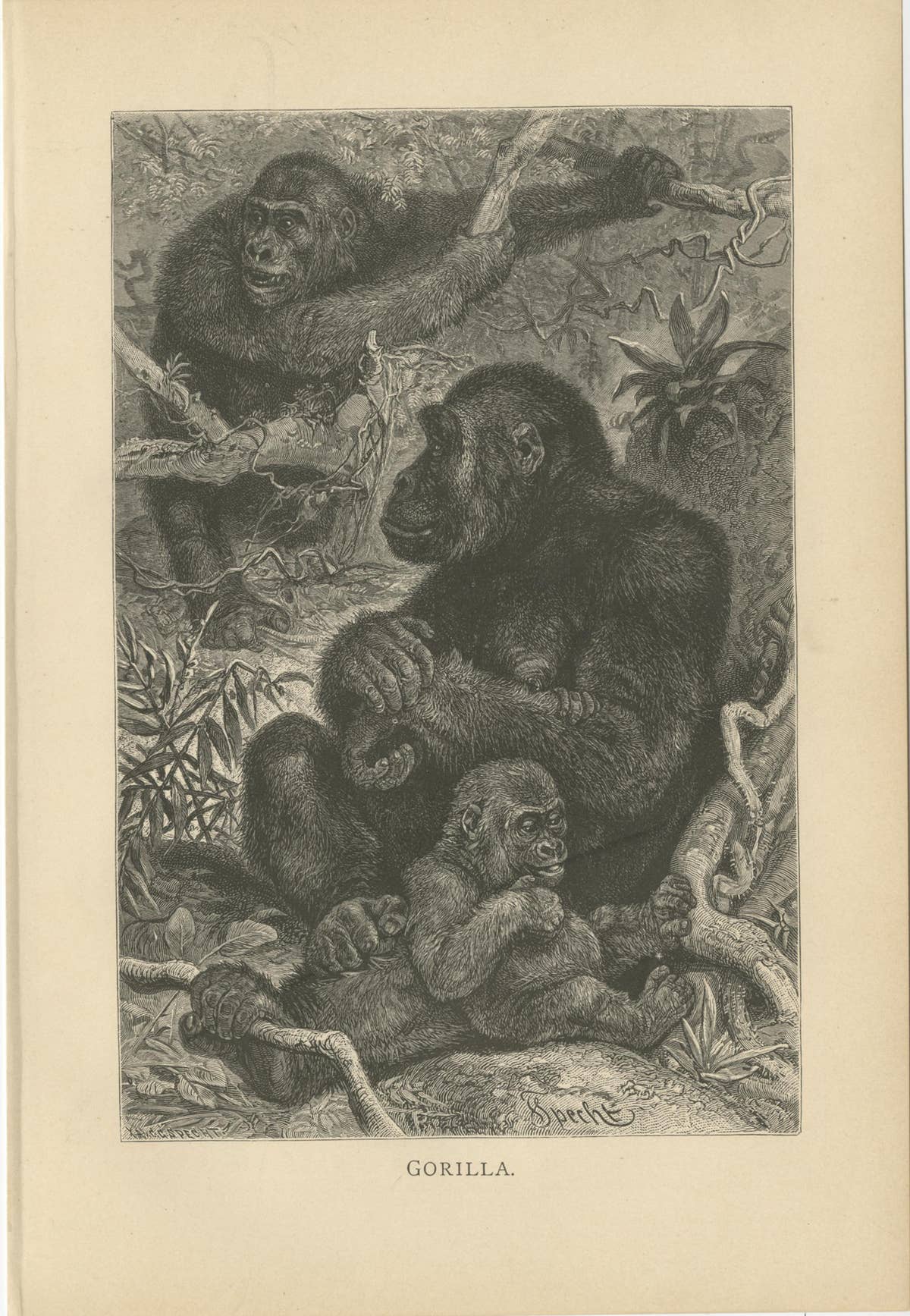 Set of 5 Antique Monkey Prints, Gorilla, Chimpanzee, by Brehm 'c.1890'