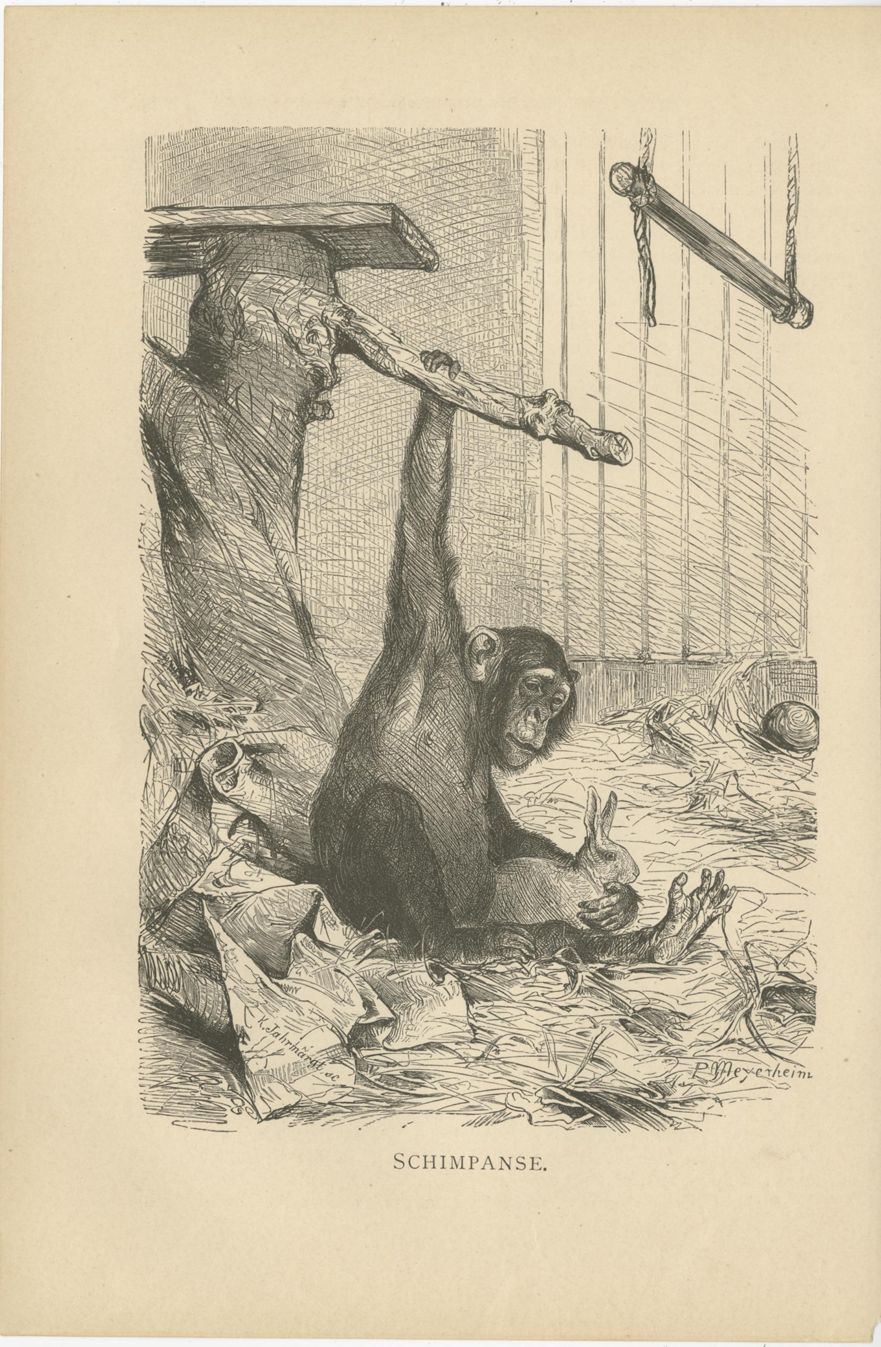 Set of 5 Antique Monkey Prints, Gorilla, Chimpanzee, by Brehm 'c.1890' In Good Condition For Sale In Langweer, NL