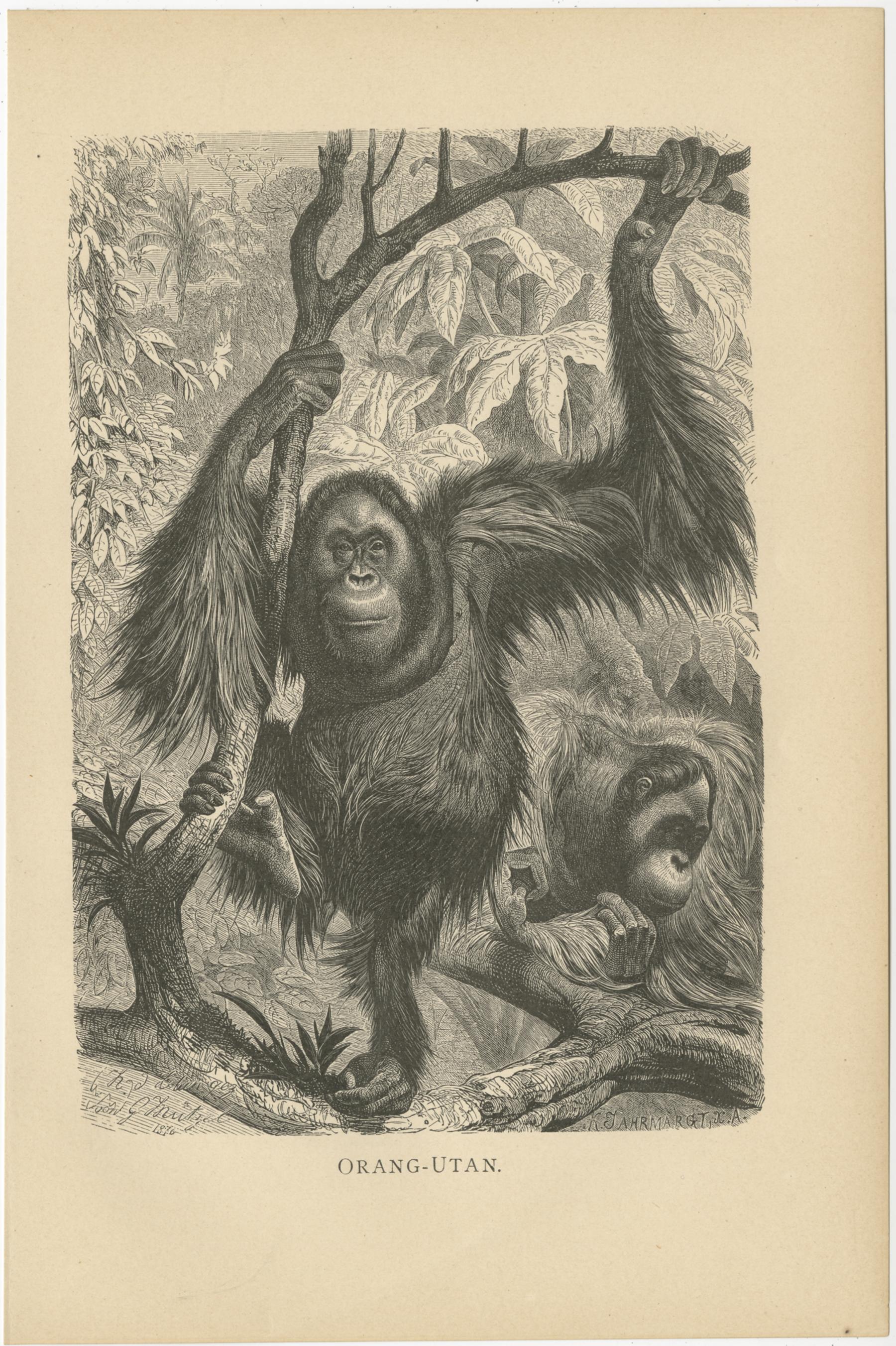 XIXe siècle Ensemble de 5 gravures anciennes de singes, Gorilla, Chimpanzee, par Brehm, vers 1890 en vente