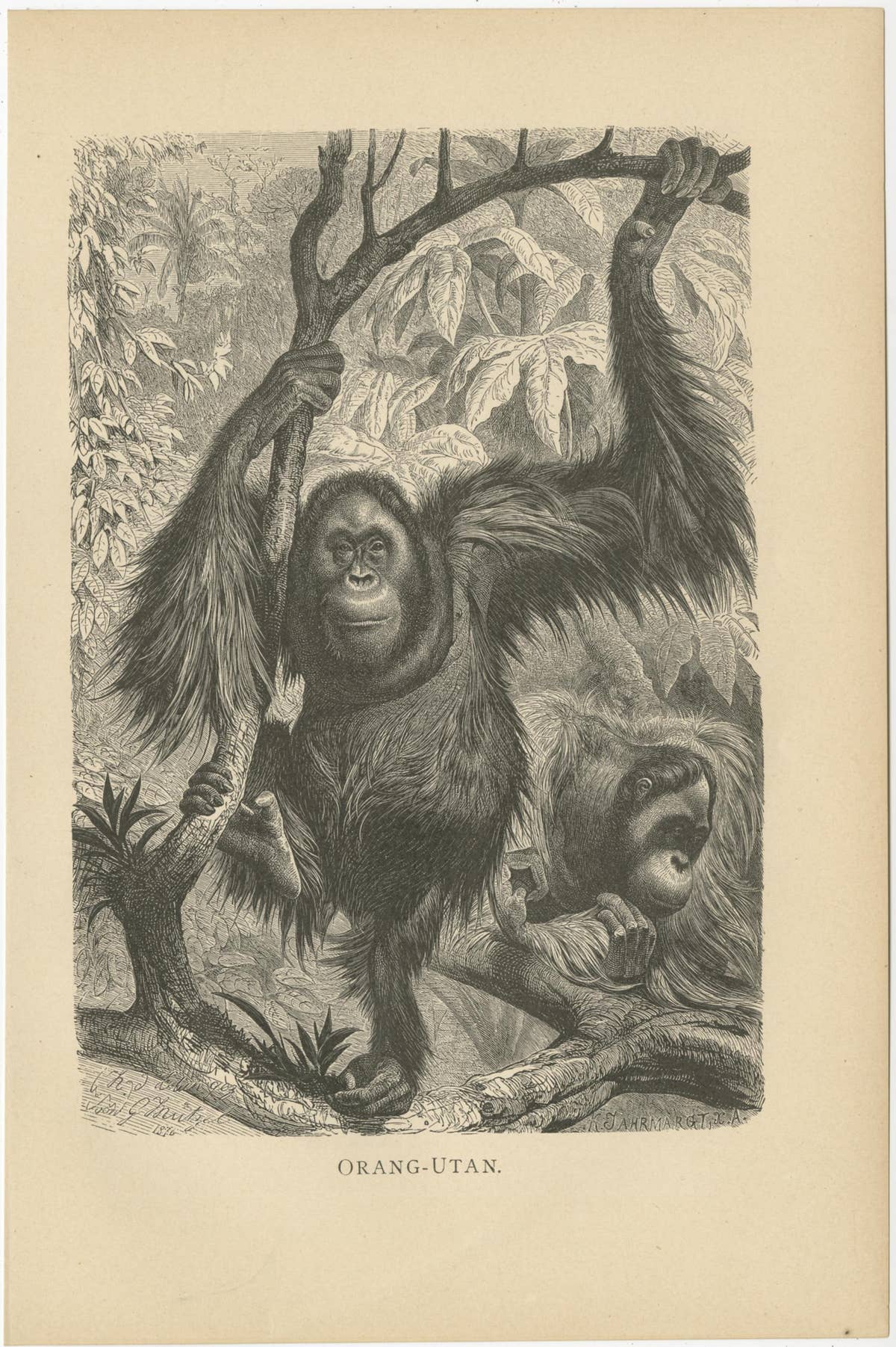 Set of 5 Antique Monkey Prints, Gorilla, Chimpanzee, by Brehm 'c.1890'