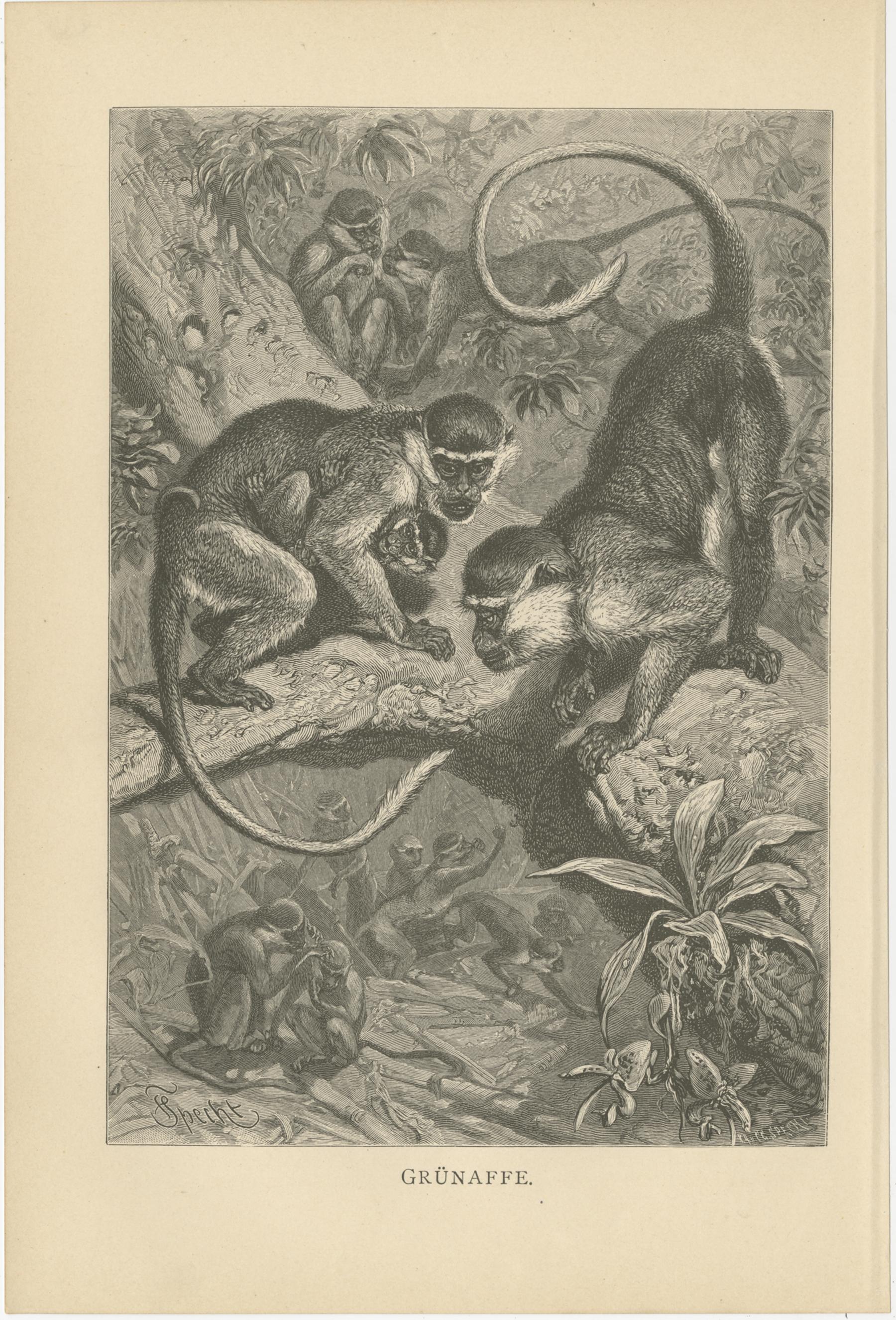 Paper Set of 5 Antique Monkey Prints, Gorilla, Chimpanzee, by Brehm 'c.1890' For Sale