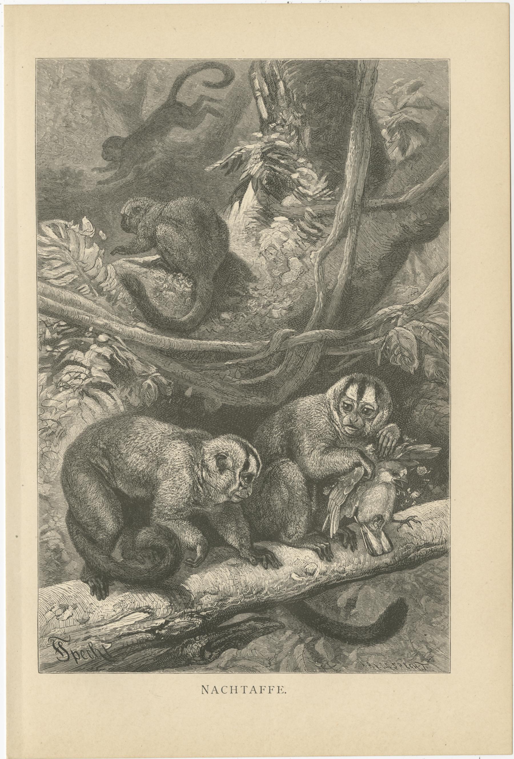 Set of 5 Antique Monkey Prints, Gorilla, Chimpanzee, by Brehm 'c.1890' For Sale 1