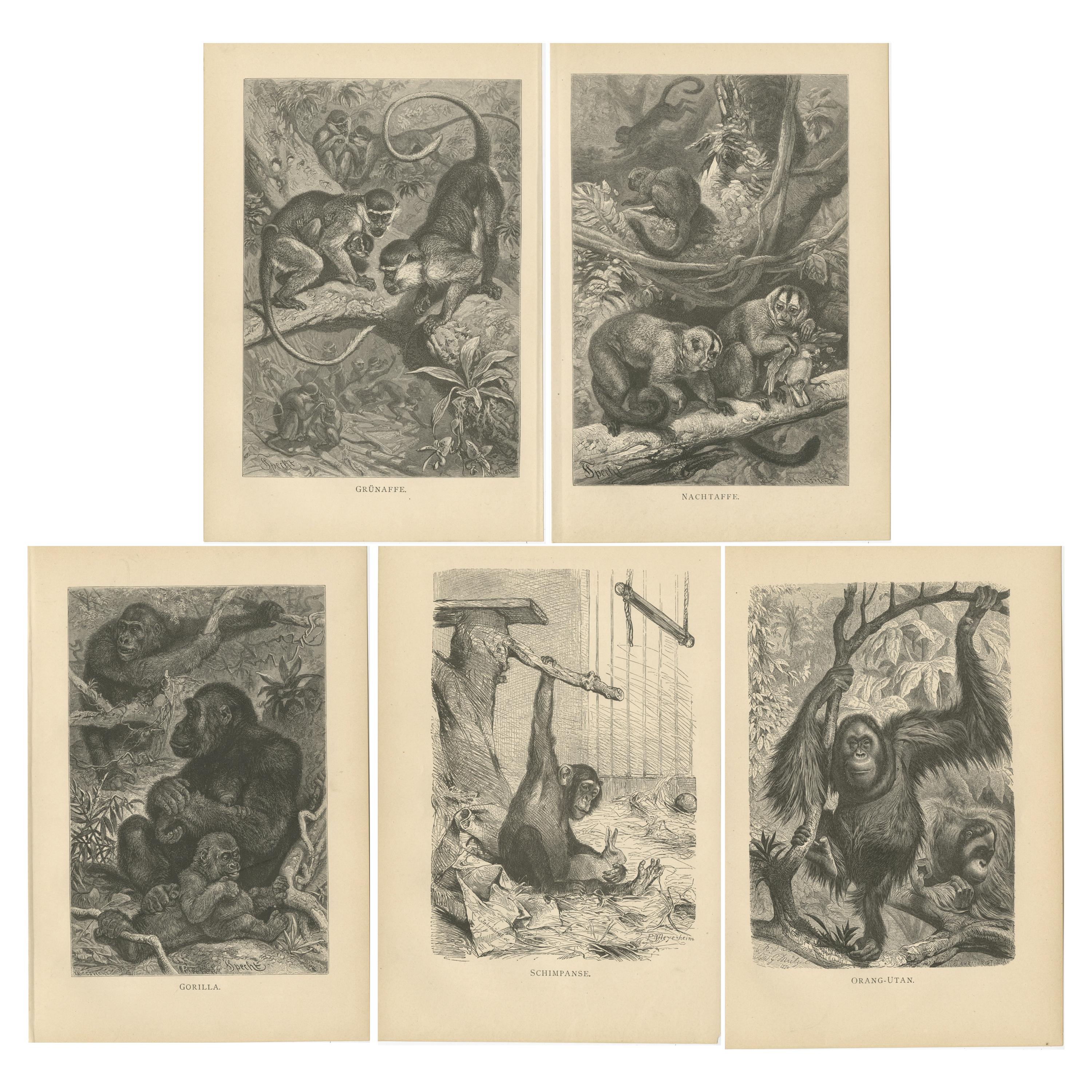 Set of 5 Antique Monkey Prints, Gorilla, Chimpanzee, by Brehm 'c.1890' For Sale