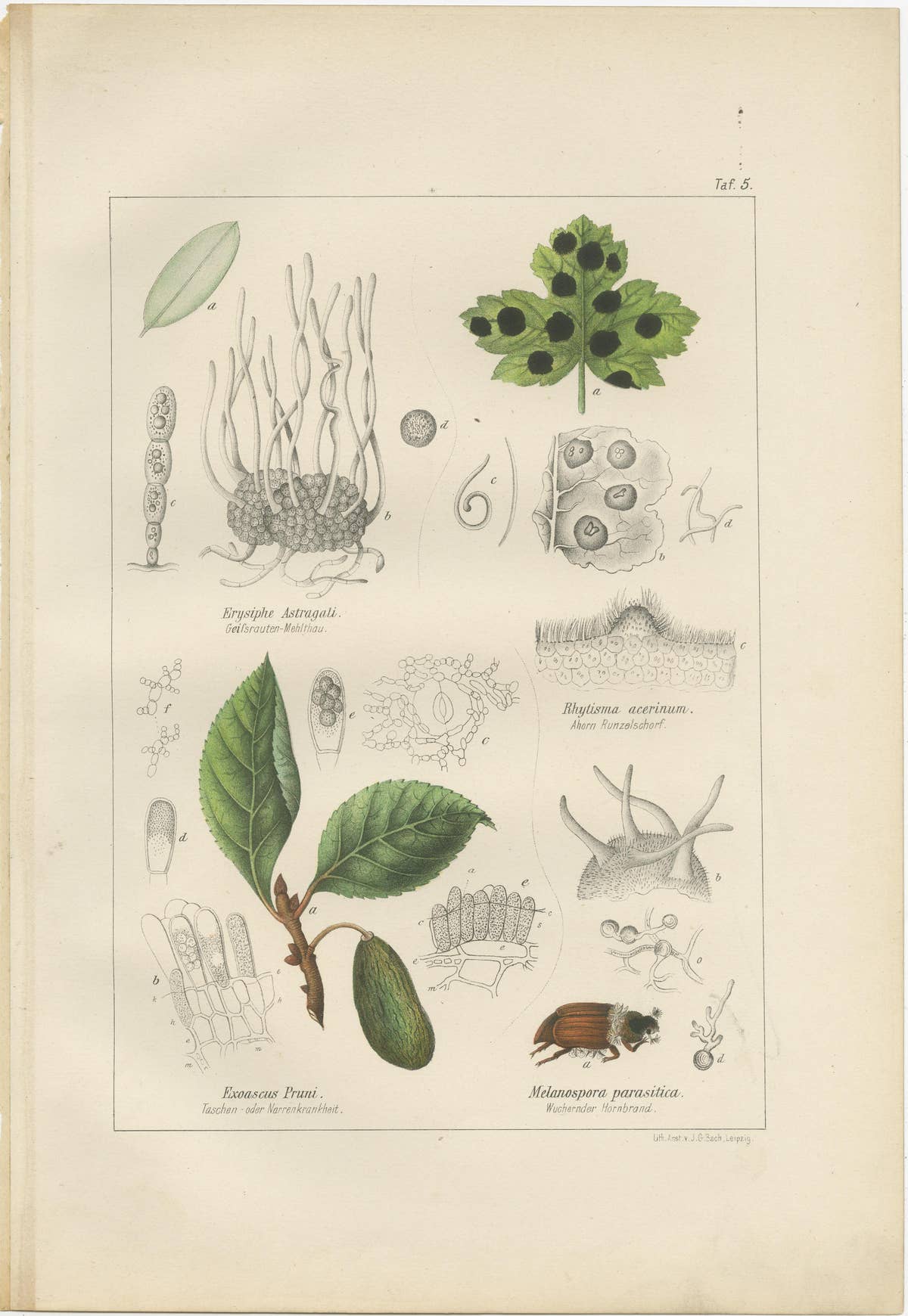Set of 5 Antique Mycology Prints of Various Fungi, 1875