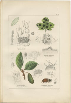 Set of 5 Antique Mycology Prints of Various Fungi, 1875
