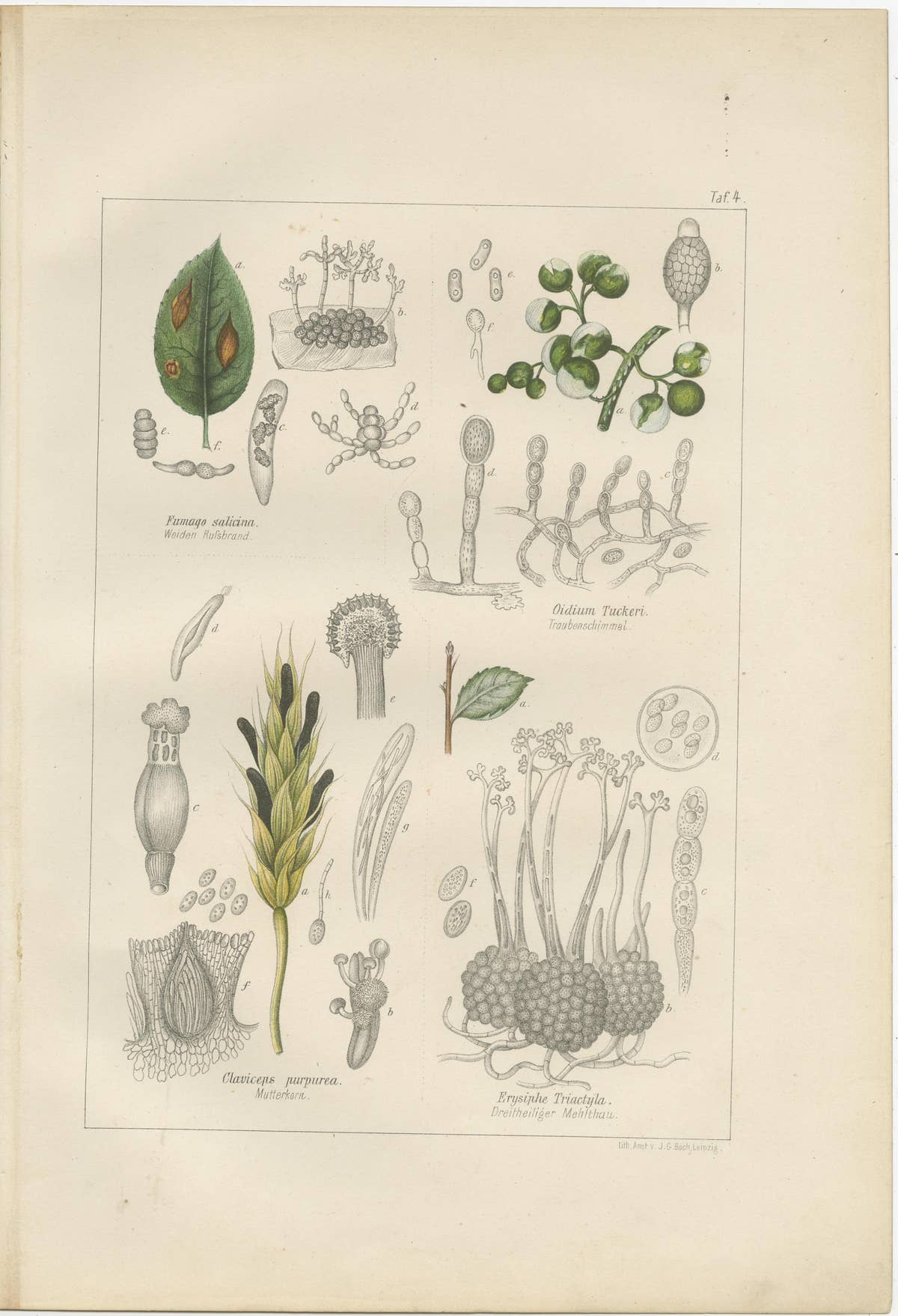 Set of 5 Antique Mycology Prints of Various Fungi, 1875