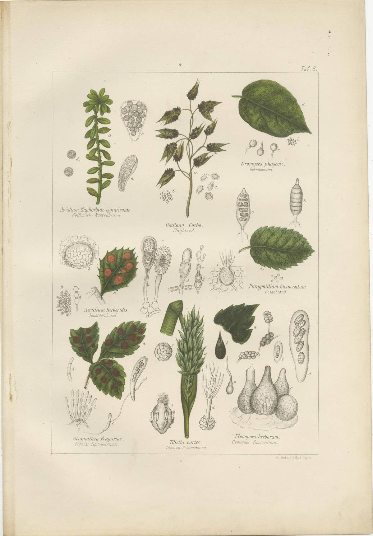 Set of 5 Antique Mycology Prints of Various Fungi, 1875