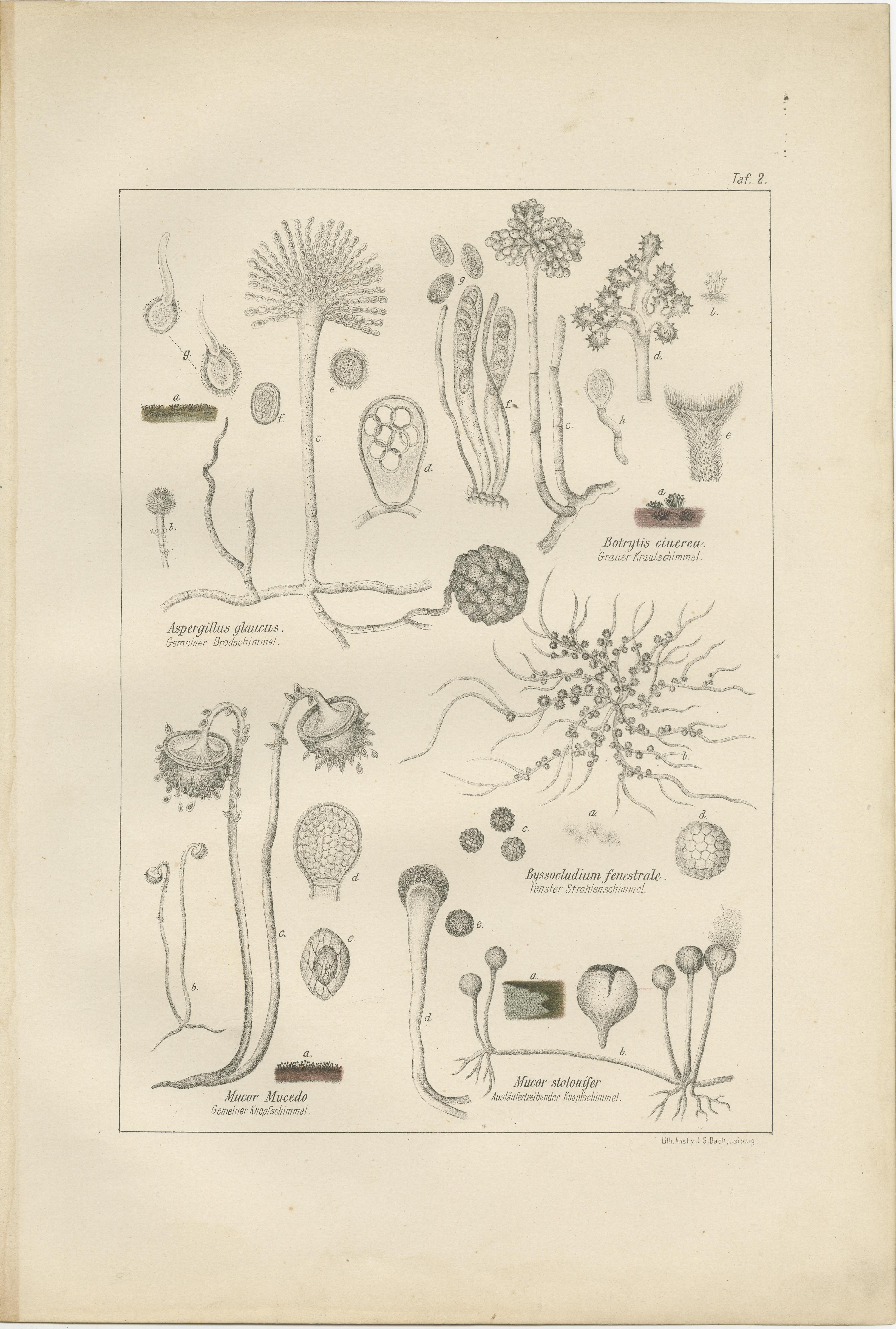 Paper Set of 5 Antique Mycology Prints of Various Fungi For Sale