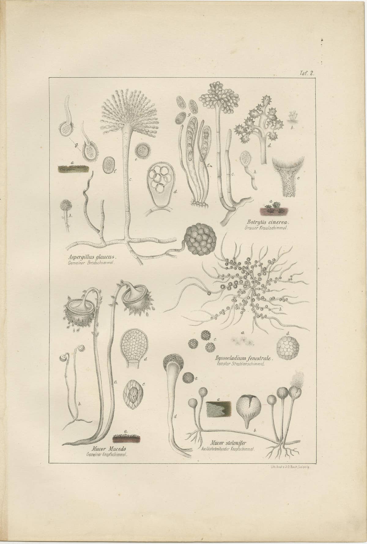 Set of 5 Antique Mycology Prints of Various Fungi, 1875