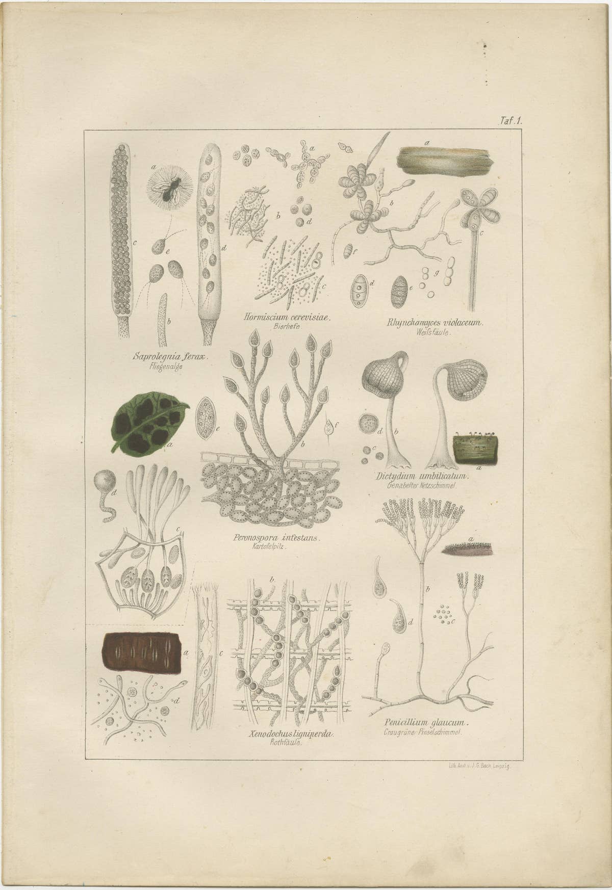 Set of 5 Antique Mycology Prints of Various Fungi, 1875