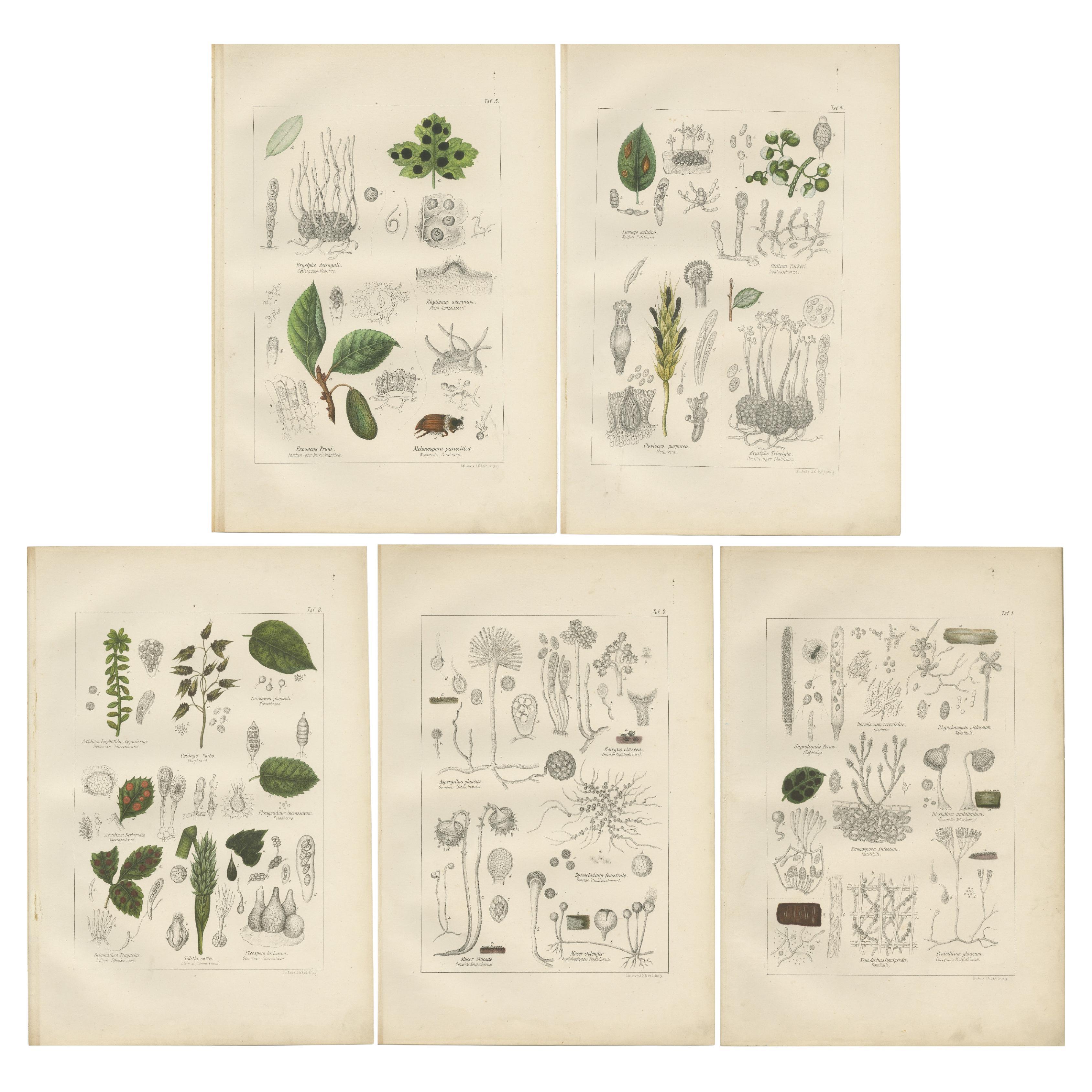 Set of 5 Antique Mycology Prints of Various Fungi For Sale