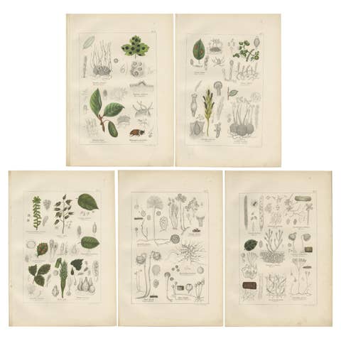 Set of 5 Antique Mycology Prints of Various Fungi, 1875