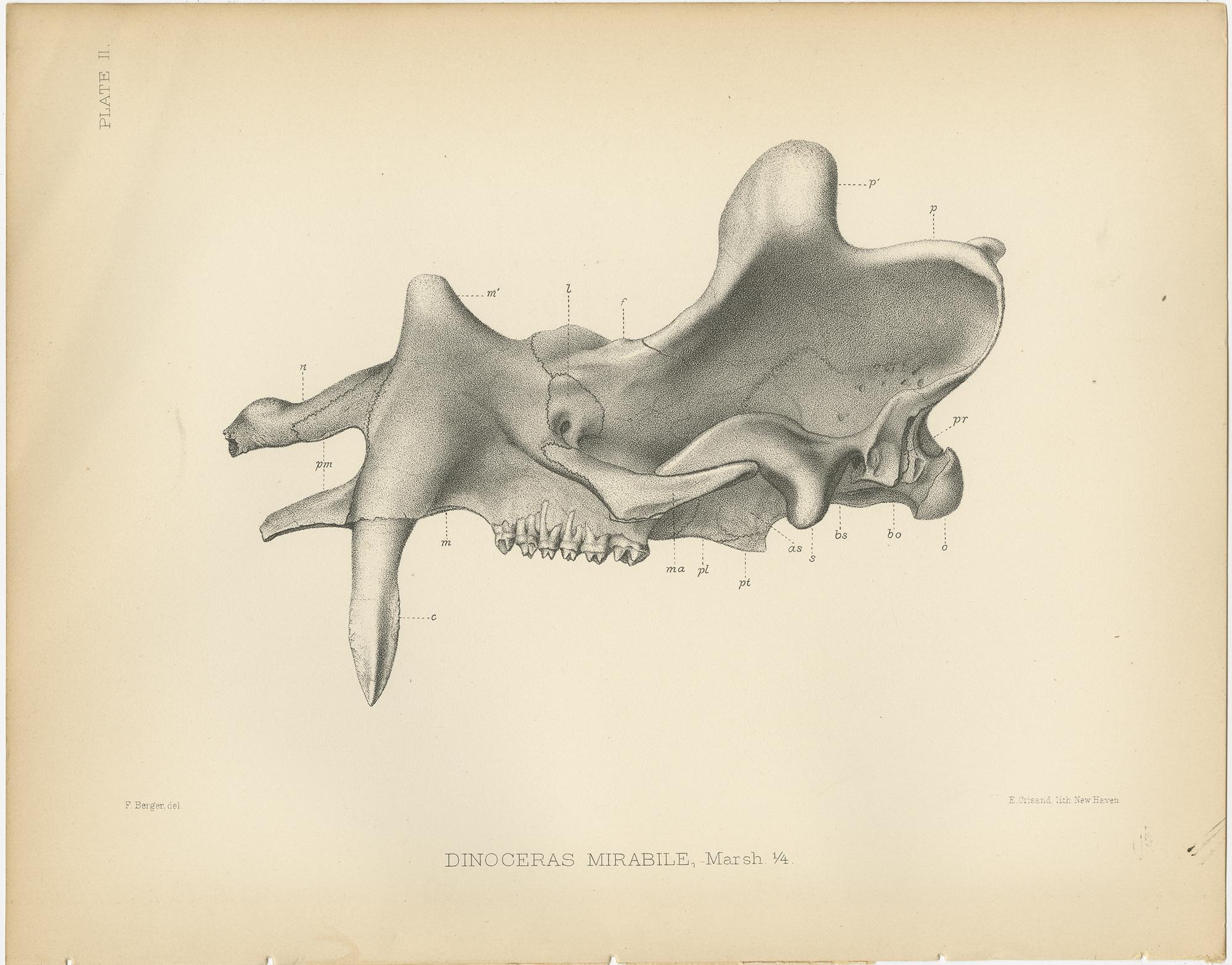 Set of five antique prints titled 'Dinoceras Mirabile'. Original lithograph of the skull of a Dinoceras Mirabile, an extinct genus of herbivorous mammal. This print originates from volume 10 of 'Monographs of the United States Geological Survey' by