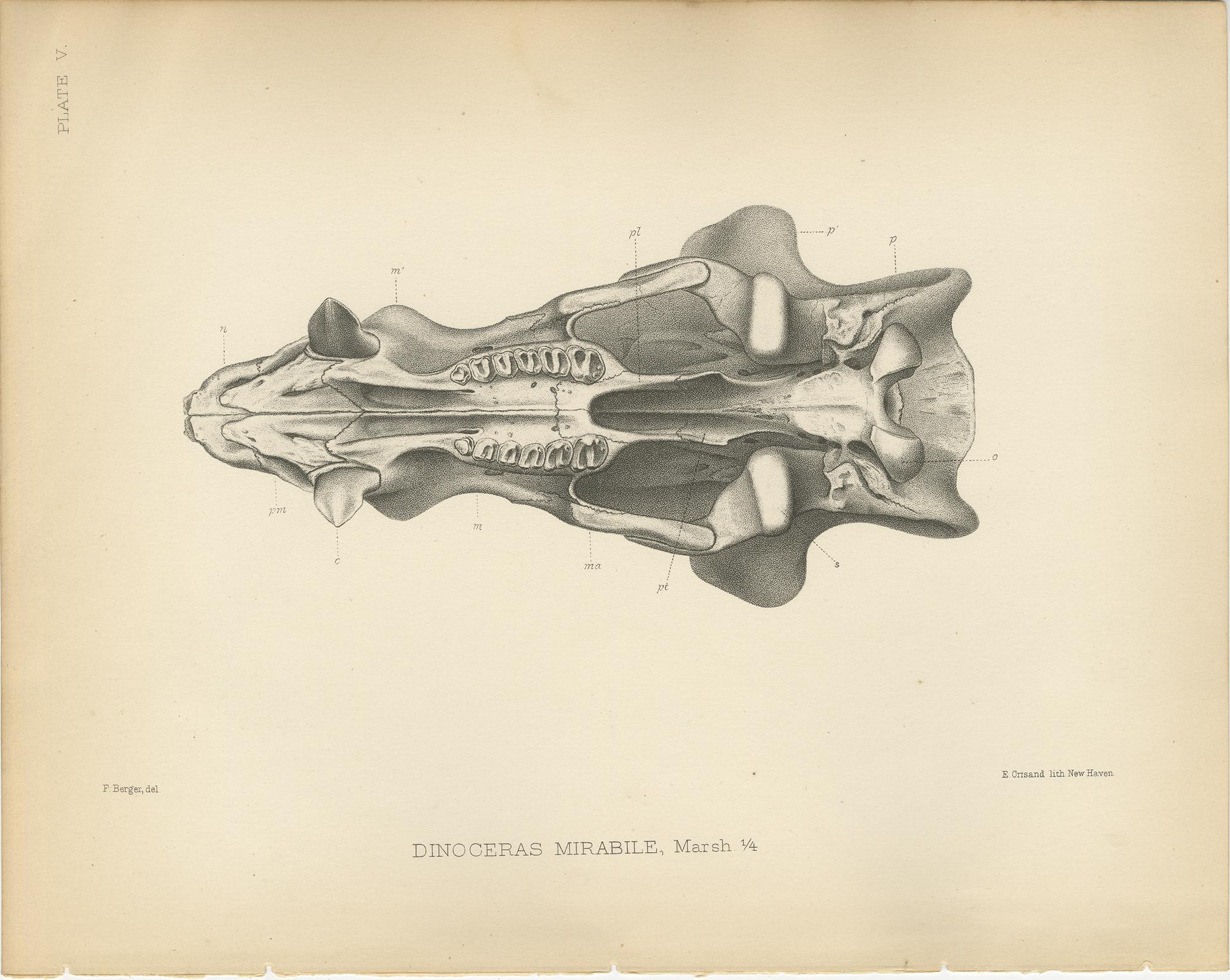 19th Century Set of 5 Antique Paleontology Prints of a Dinoceras Mirabile by Marsh '1886' For Sale