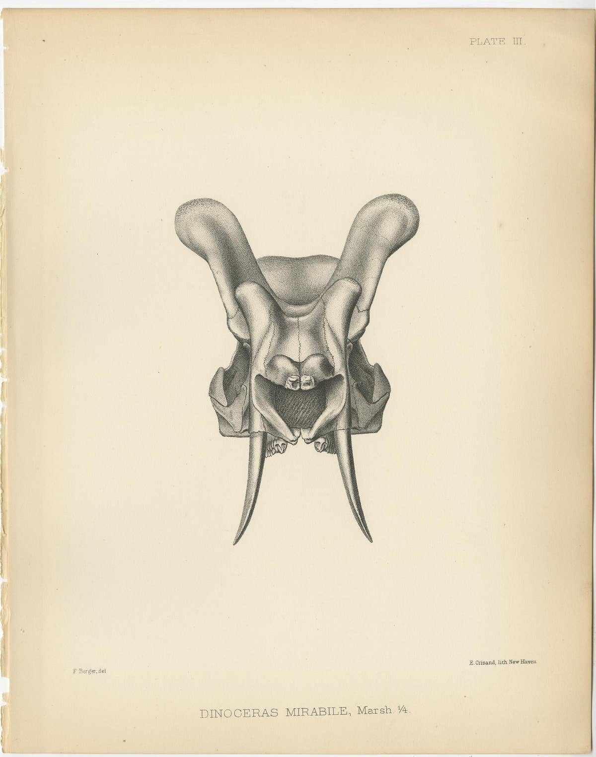 Set of 5 Antique Paleontology Prints of a Dinoceras Mirabile by Marsh '1886'
