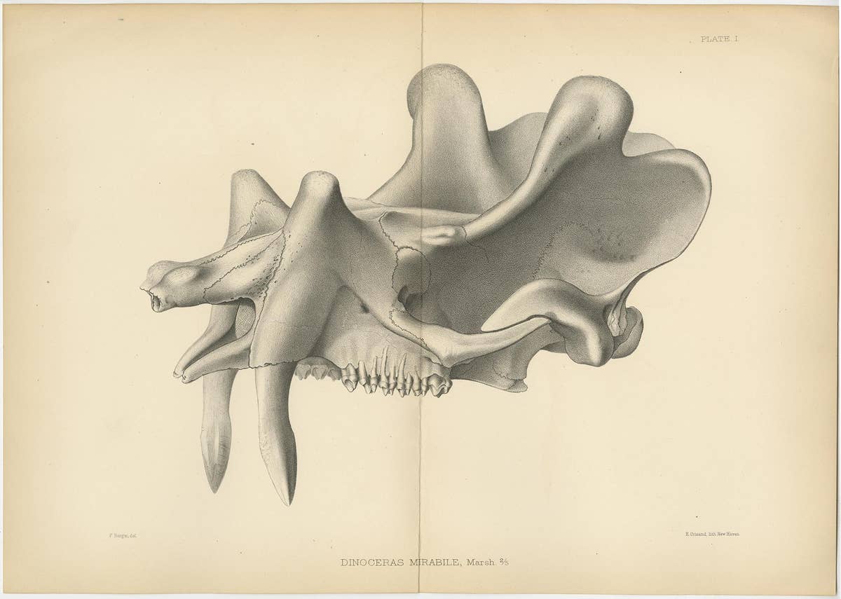 Set of 5 Antique Paleontology Prints of a Dinoceras Mirabile by Marsh '1886'