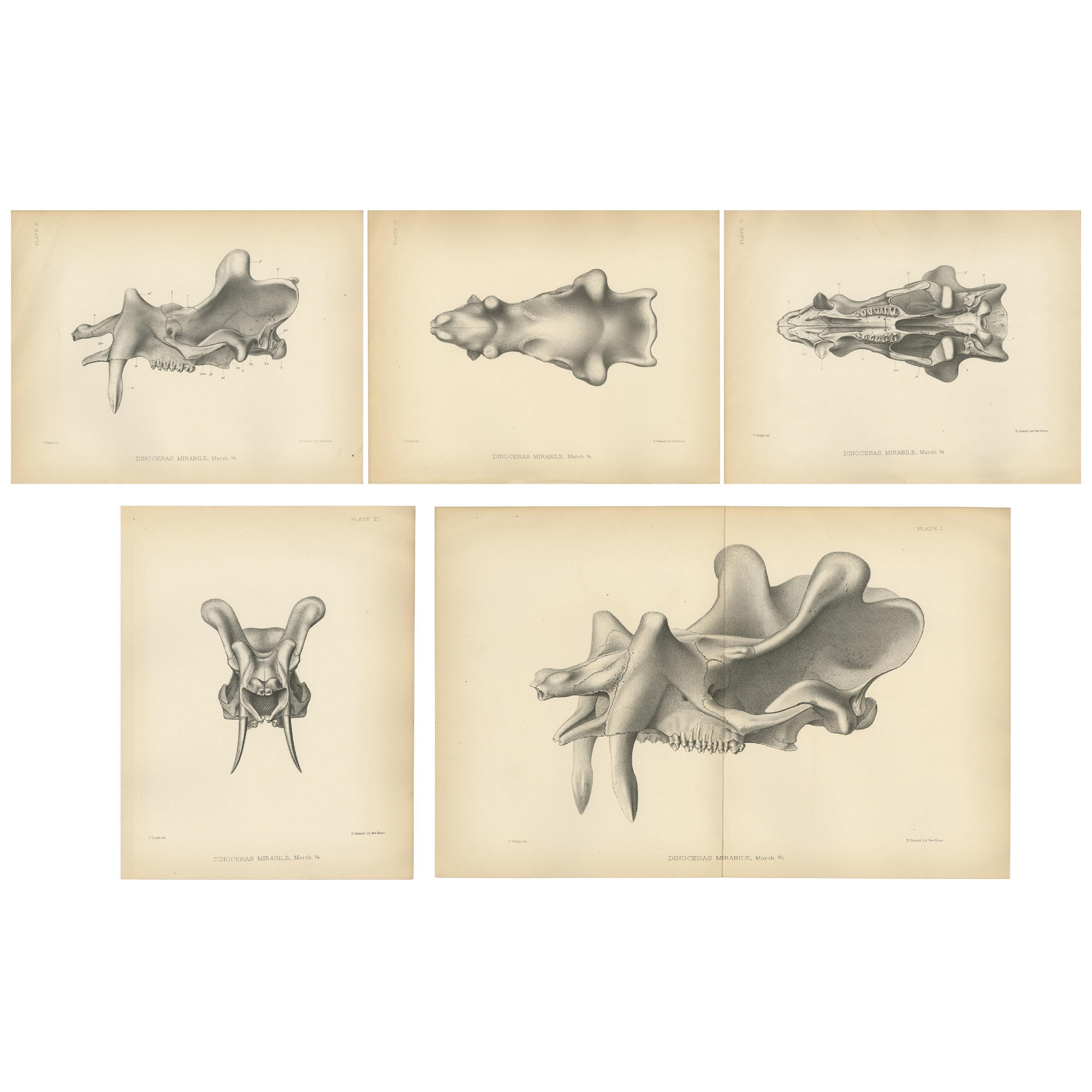 Set of 5 Antique Paleontology Prints of a Dinoceras Mirabile by Marsh '1886' For Sale