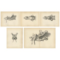 Set of 5 Antique Paleontology Prints of a Dinoceras Mirabile by Marsh '1886'