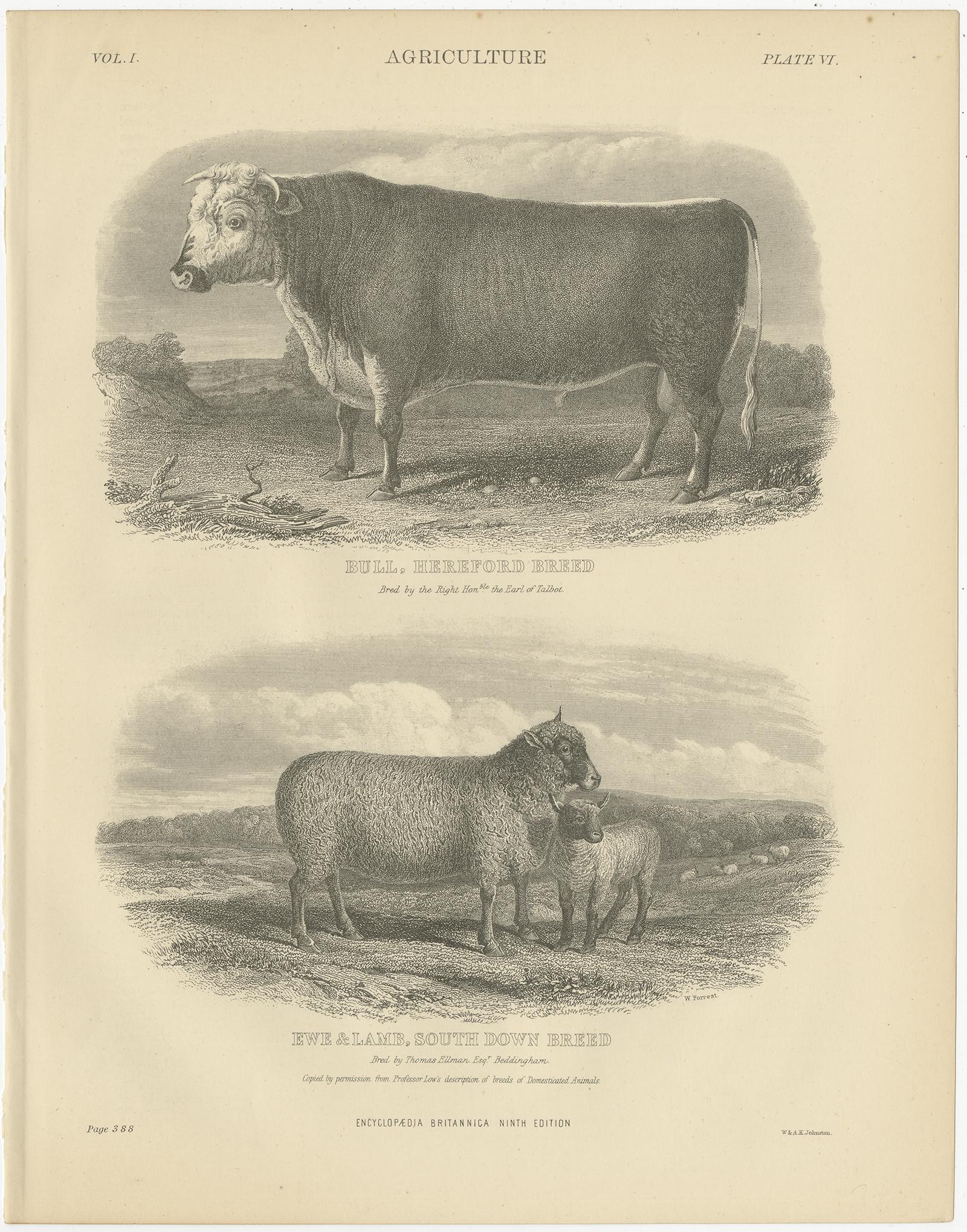 Set of five antique prints depicting various farm animals. These prints originate from 'Encyclopaedia Britannica'. Published 1875-1879.