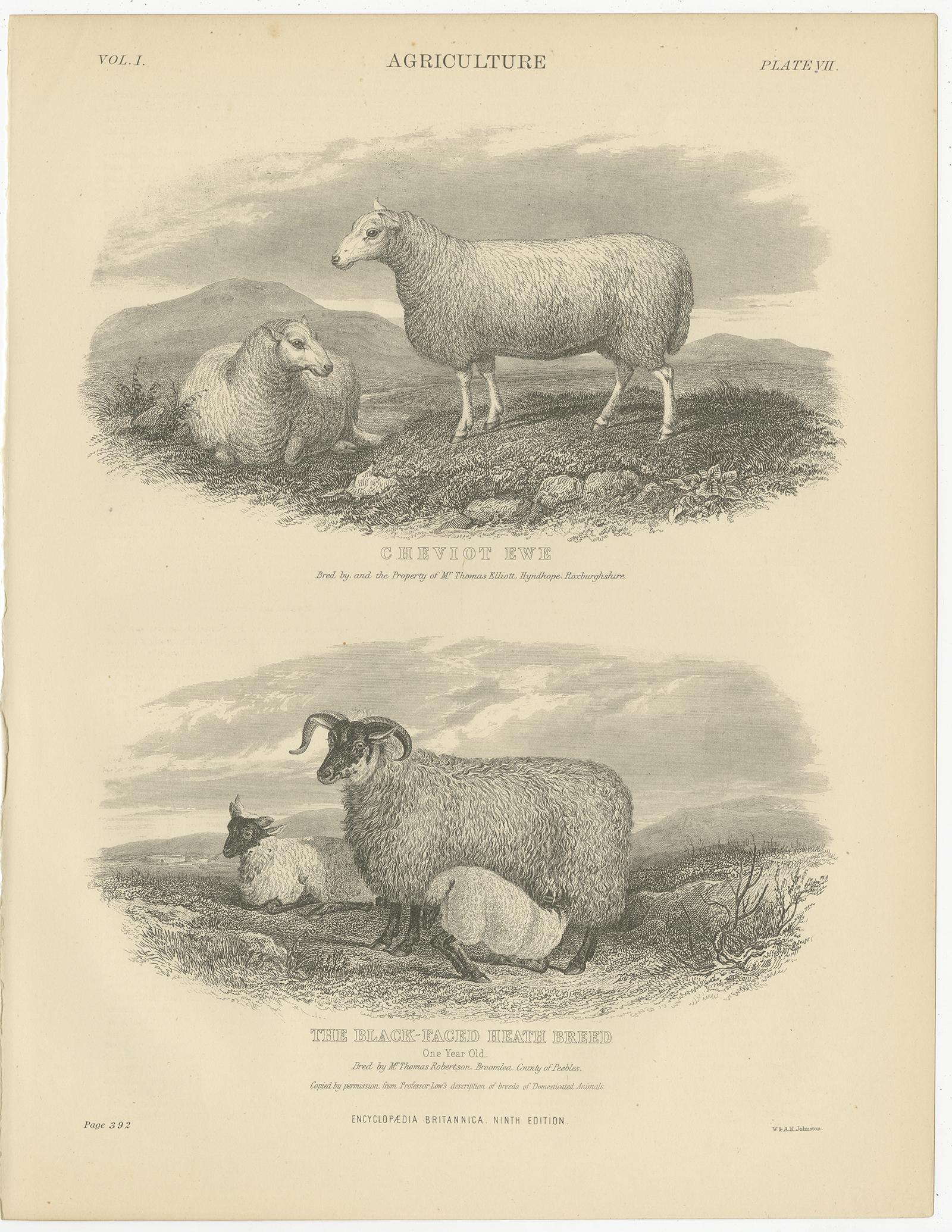 vintage farm animal prints
