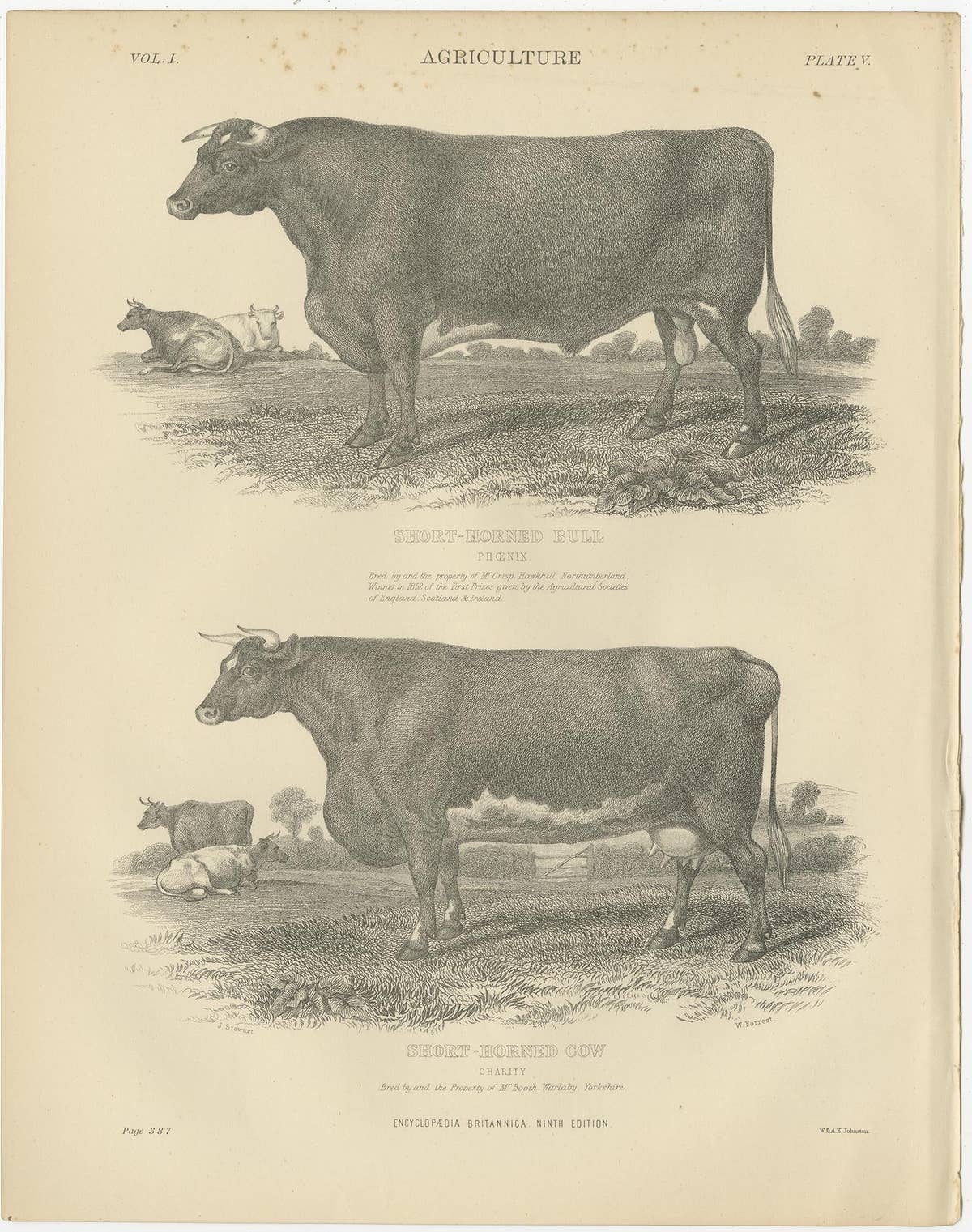 Set of 5 Antique Prints of Farm Animals Cow, Bull, Sheep, Pig, circa 1879