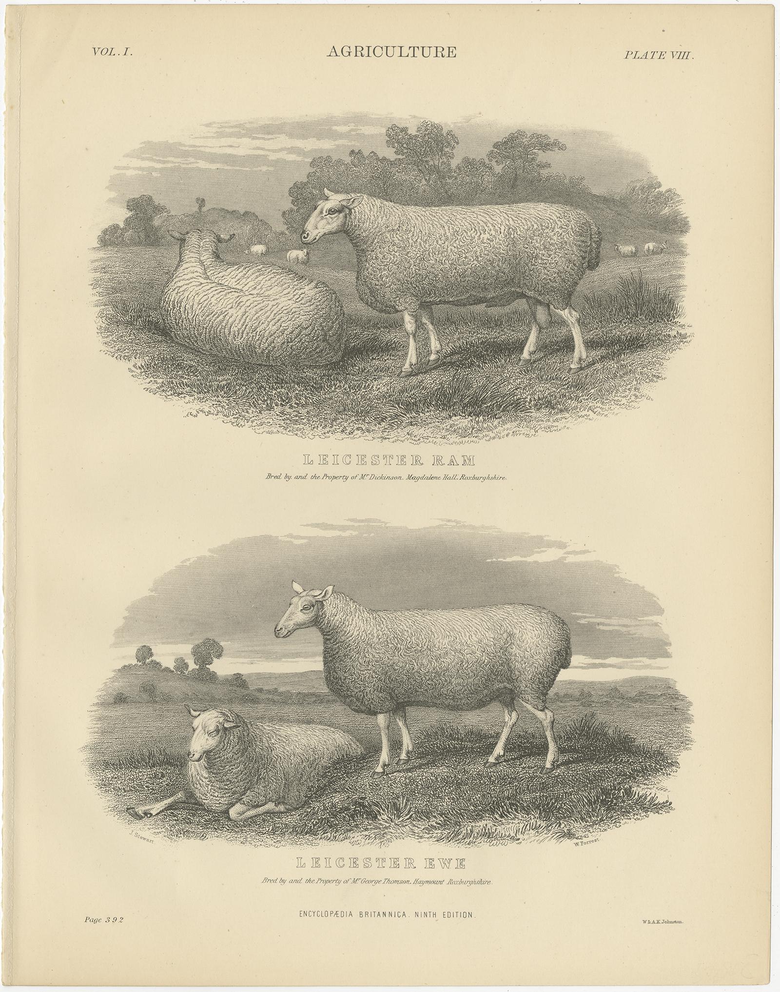 Set of 5 Antique Prints of Farm Animals Cow, Bull, Sheep, Pig, circa 1879 In Good Condition For Sale In Langweer, NL