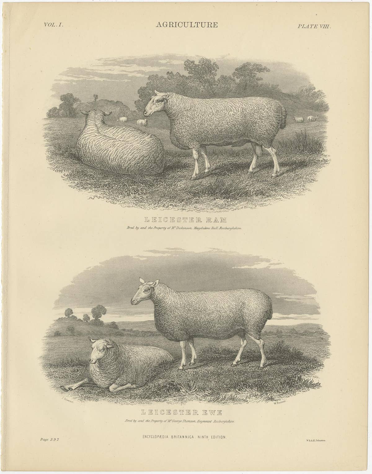 Set of 5 Antique Prints of Farm Animals Cow, Bull, Sheep, Pig, circa 1879