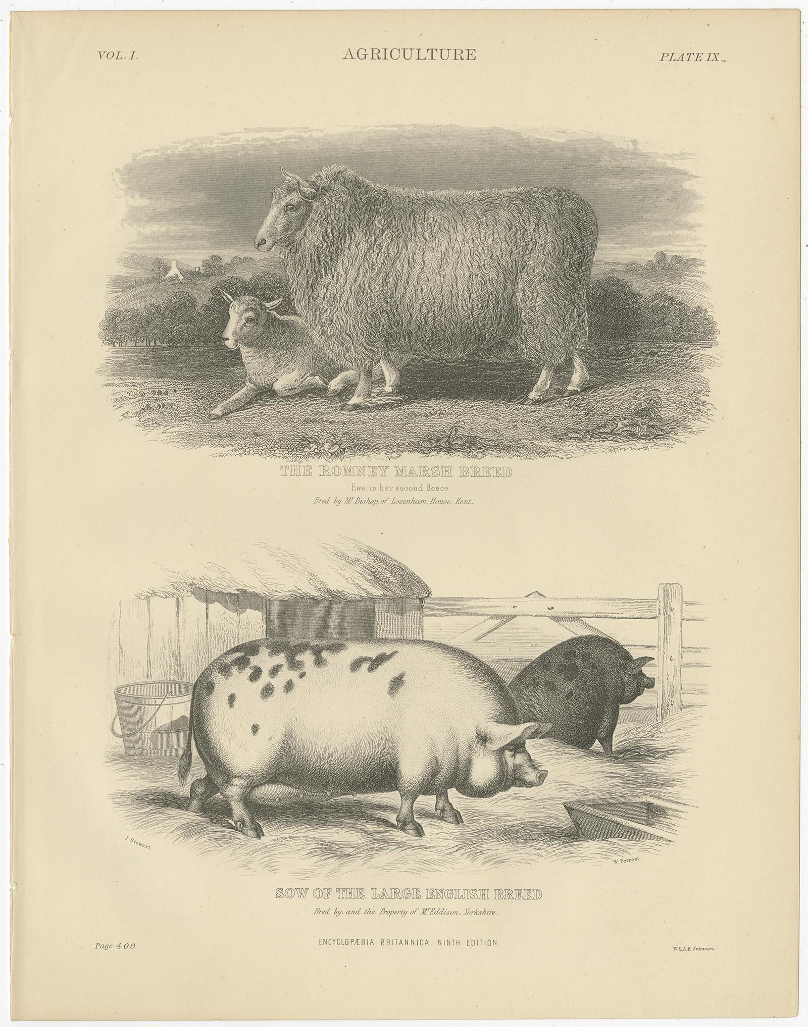 19th Century Set of 5 Antique Prints of Farm Animals Cow, Bull, Sheep, Pig, circa 1879 For Sale