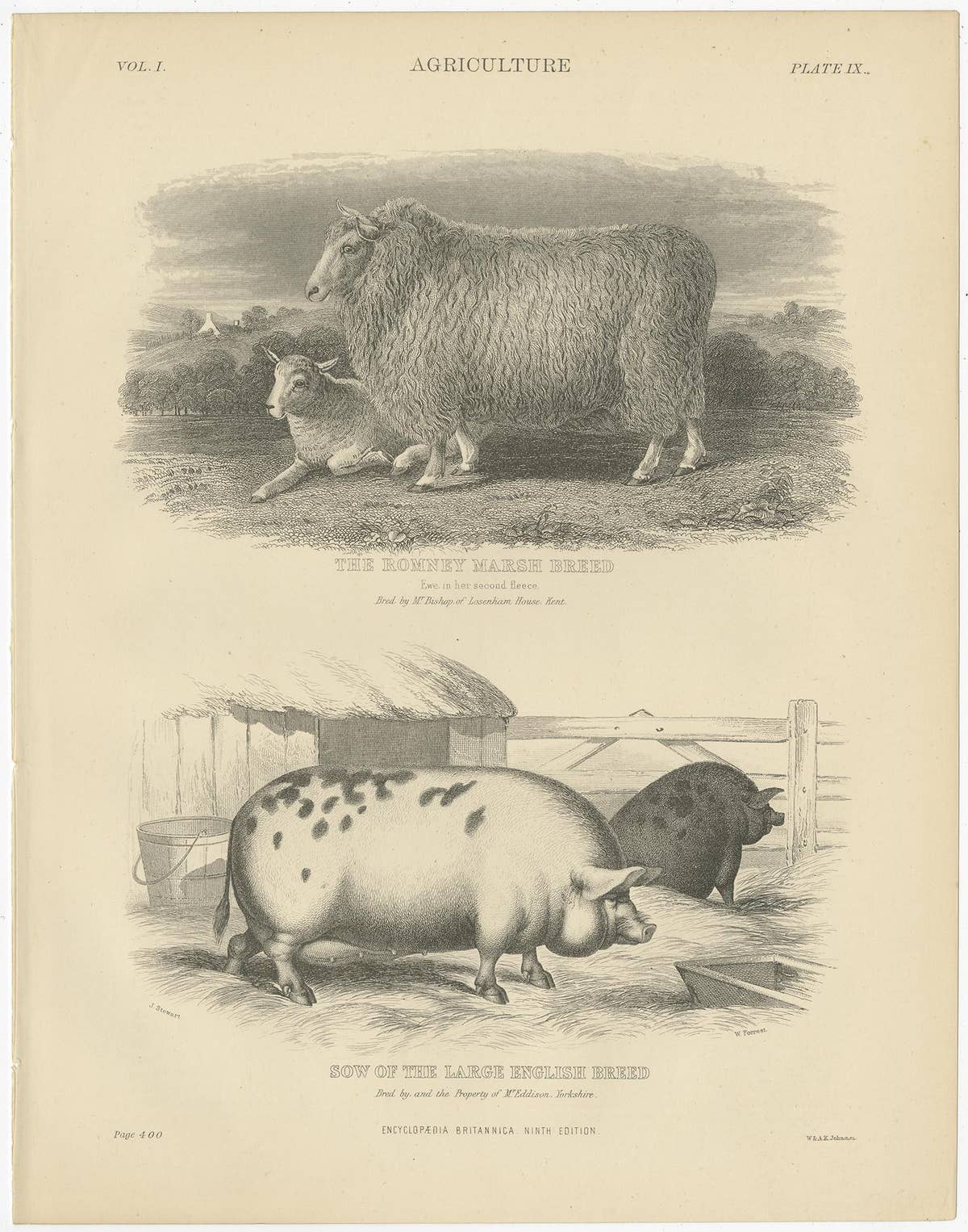 Set of 5 Antique Prints of Farm Animals Cow, Bull, Sheep, Pig, circa 1879