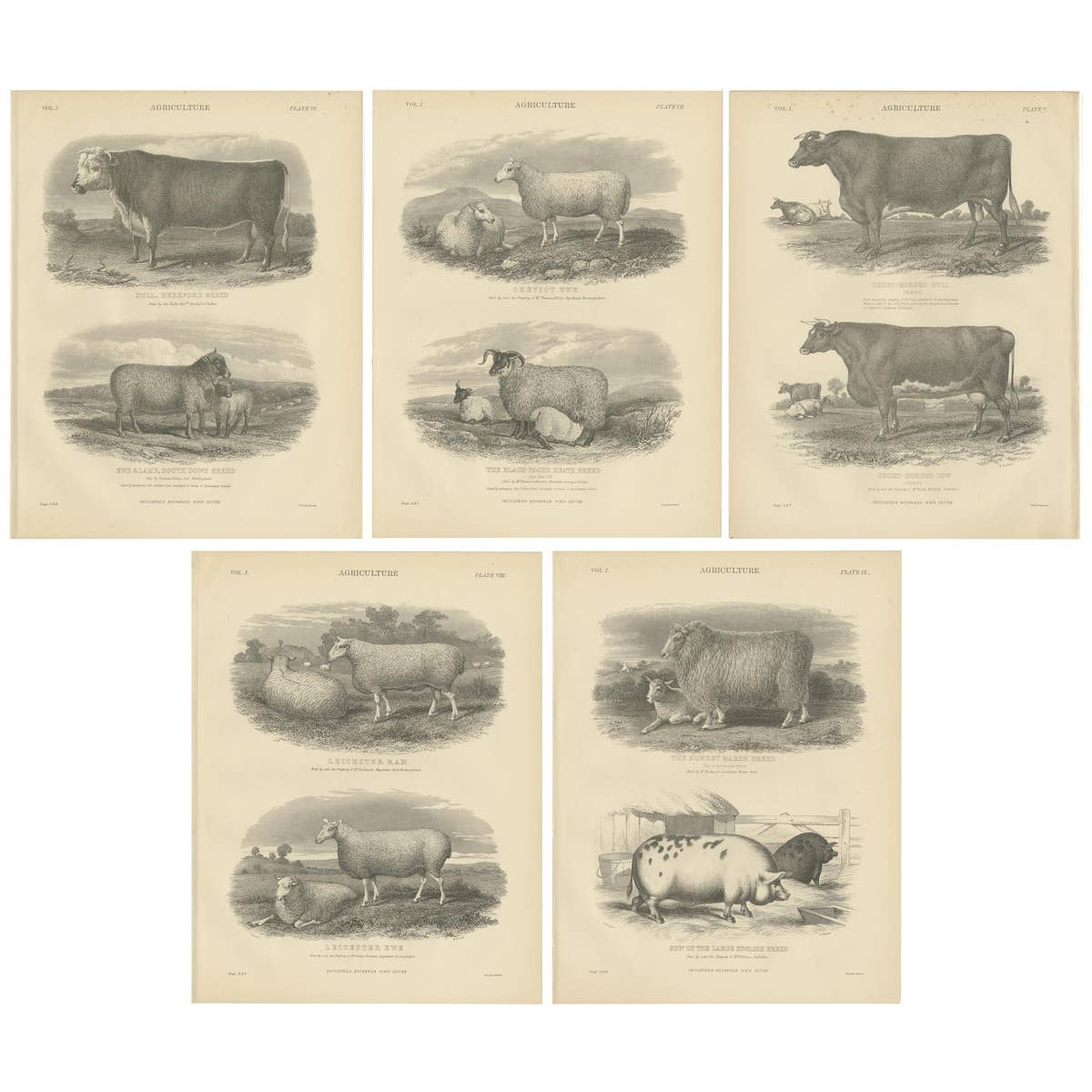 Set of 5 Antique Prints of Farm Animals Cow, Bull, Sheep, Pig, circa 1879