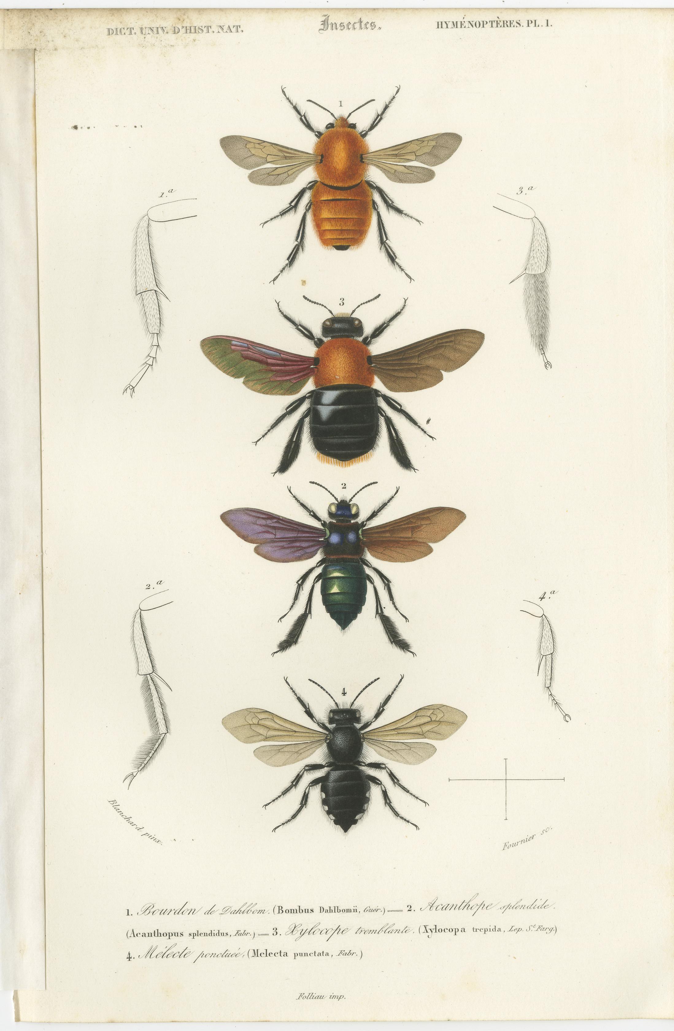 Set of 5 original antique prints of diptera (flies) and hymenoptera insects. These prints originate from 'Dictionnaire universel d'Histoire Naturelle' by d'Orbigny. Published 1861. 

Charles Henry Dessalines d'Orbigny was a French botanist and