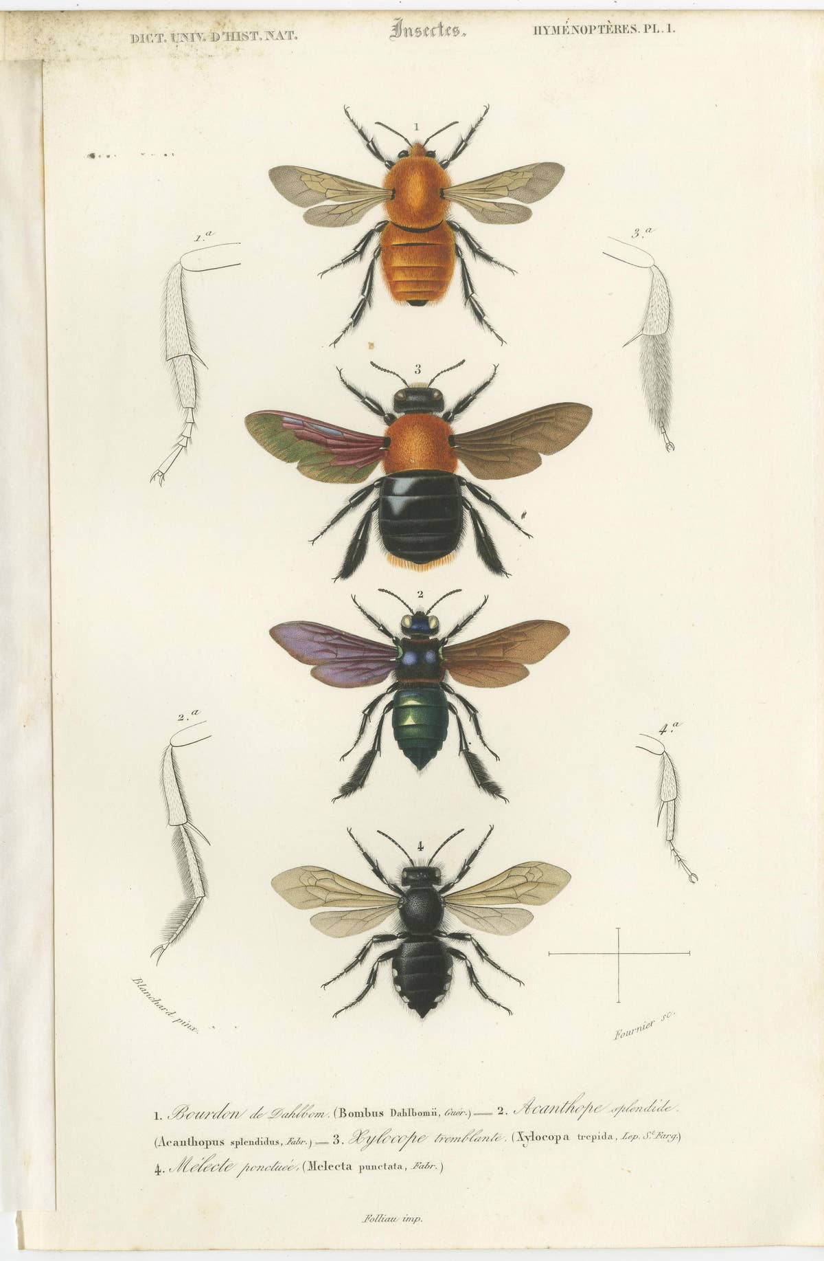 Set of Five Antique Prints of Flies and Hymenoptera Insects, 1861