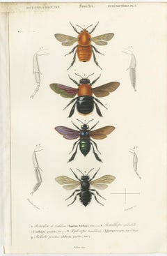 Set of Five Antique Prints of Flies and Hymenoptera Insects, 1861