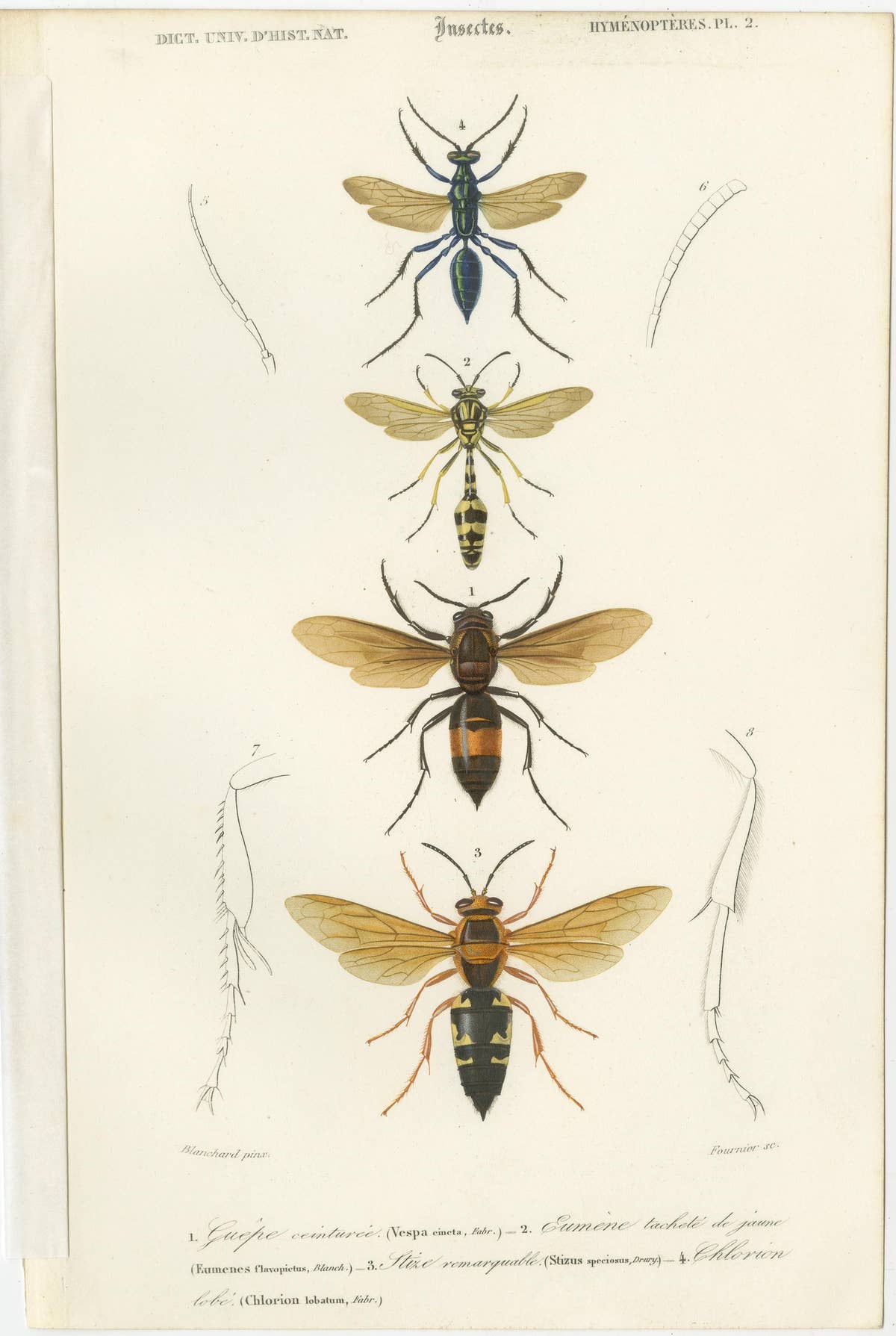 Set of Five Antique Prints of Flies and Hymenoptera Insects, 1861