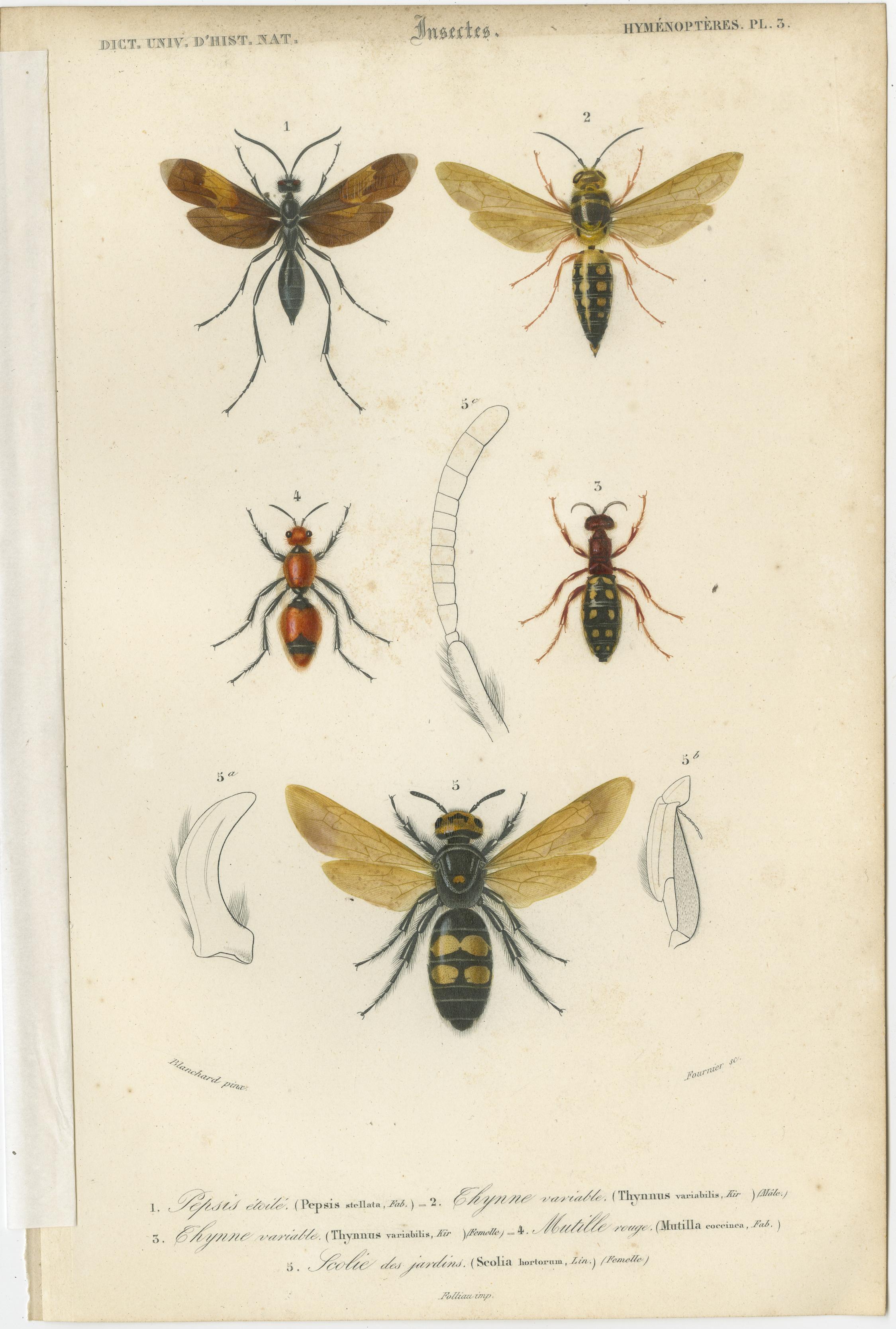 XIXe siècle Ensemble de cinq estampes anciennes de flèches et d'insectes de Hymenoptera, 1861 en vente