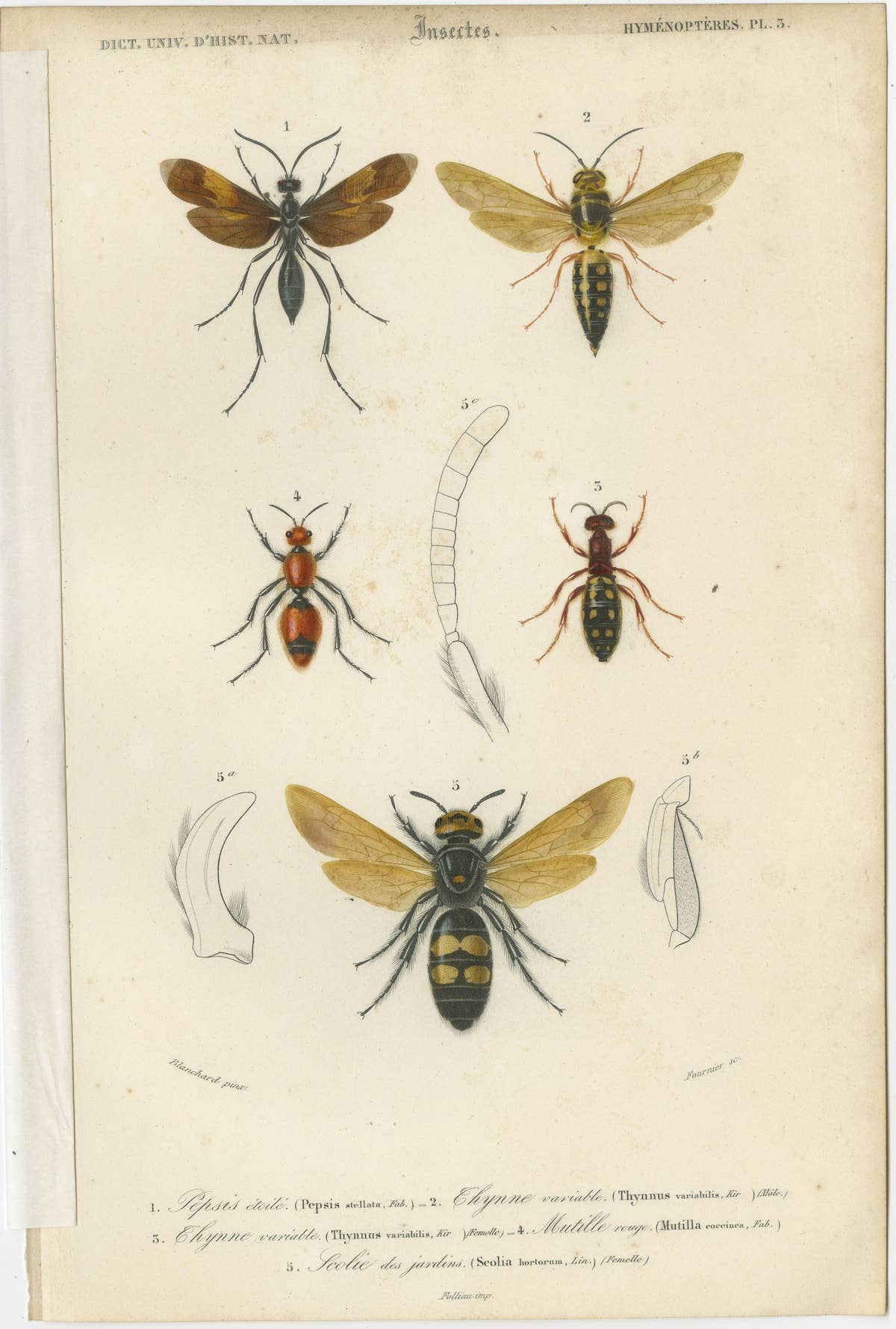 Set of Five Antique Prints of Flies and Hymenoptera Insects, 1861
