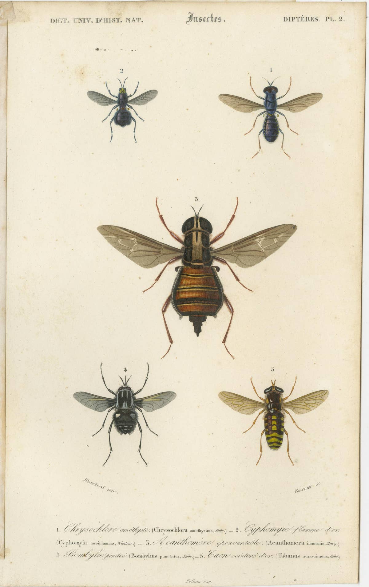 Set of Five Antique Prints of Flies and Hymenoptera Insects, 1861
