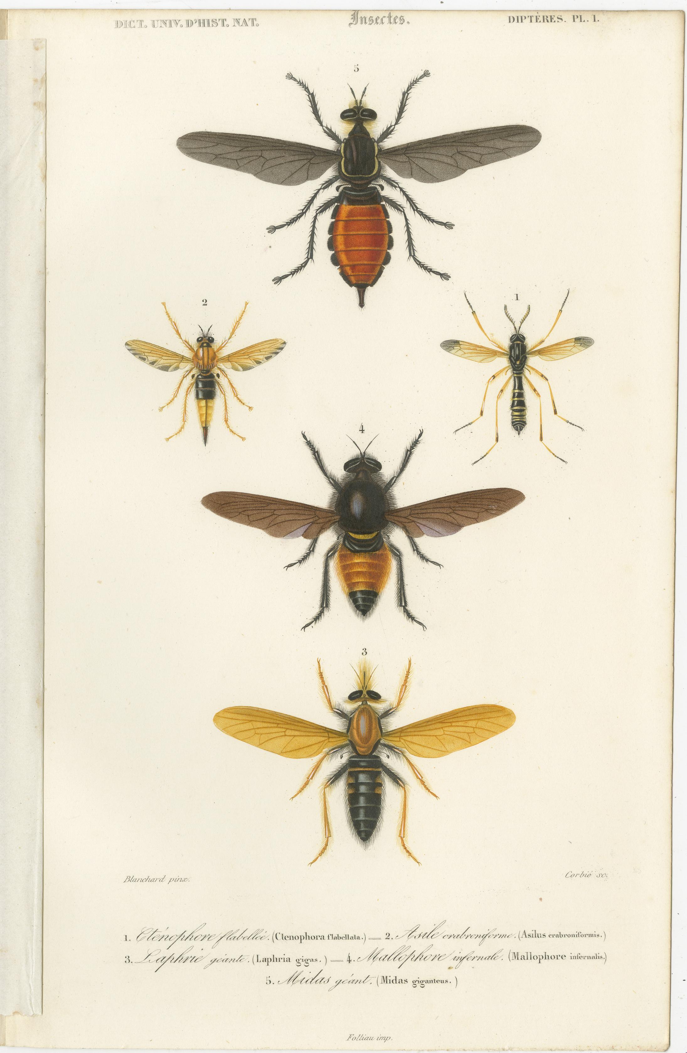 Set of Five Antique Prints of Flies and Hymenoptera Insects, 1861 In Good Condition For Sale In Langweer, NL