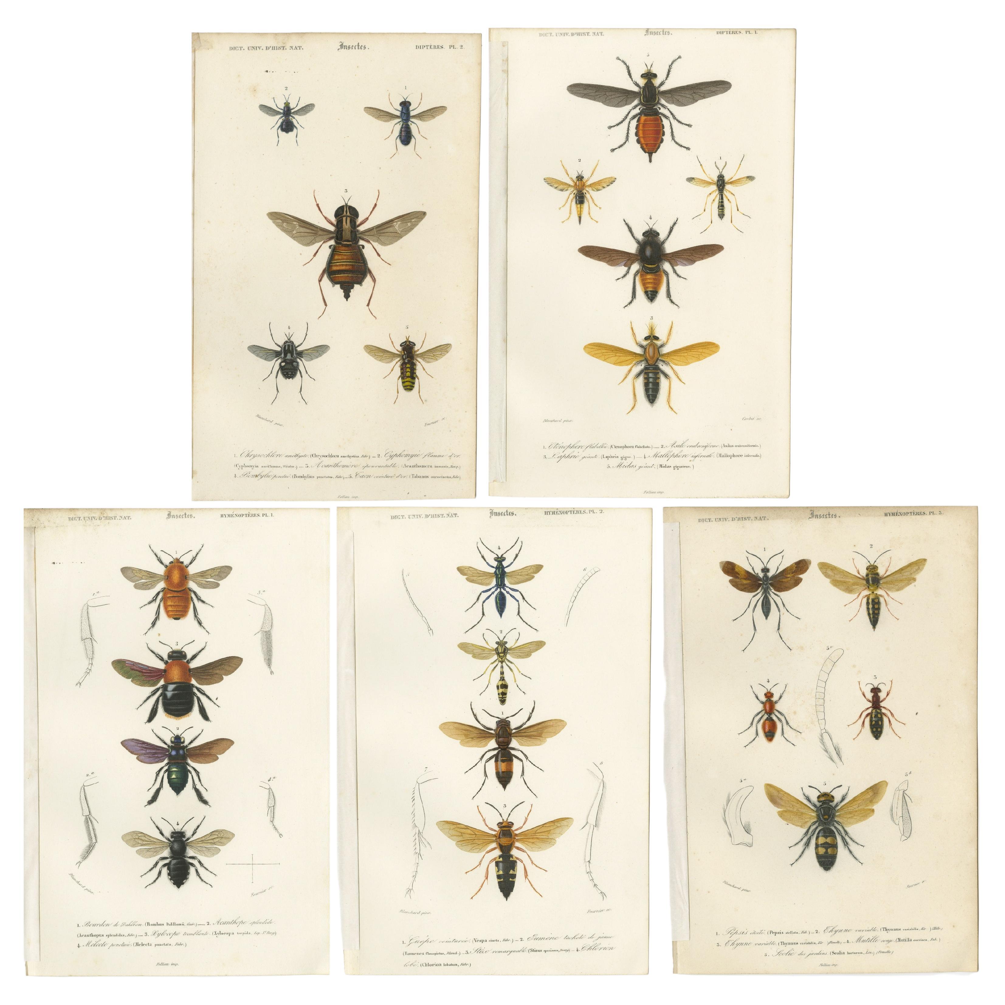 Set of Five Antique Prints of Flies and Hymenoptera Insects, 1861