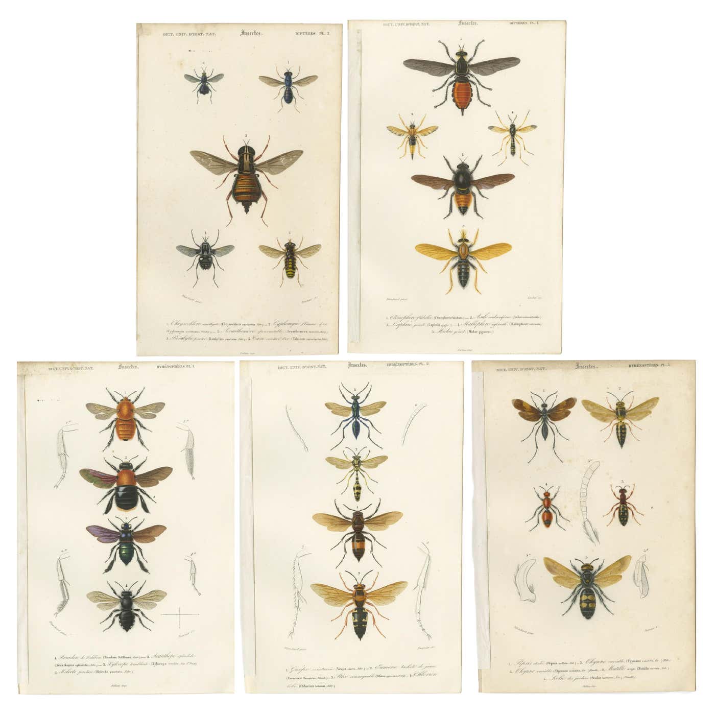 Set of Five Antique Prints of Flies and Hymenoptera Insects, 1861 For ...