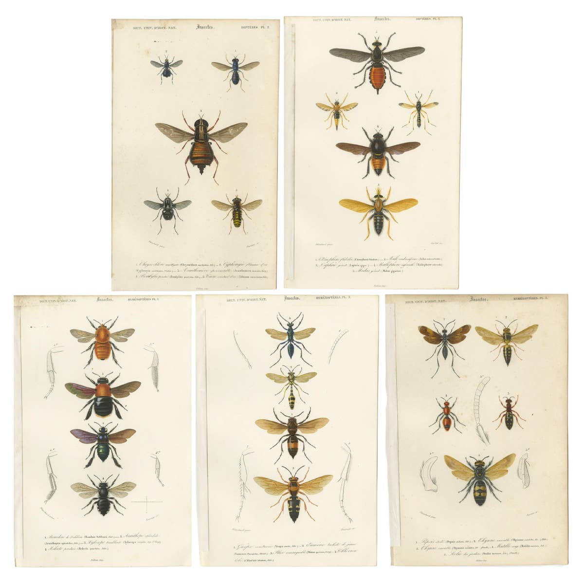 Set of Five Antique Prints of Flies and Hymenoptera Insects, 1861